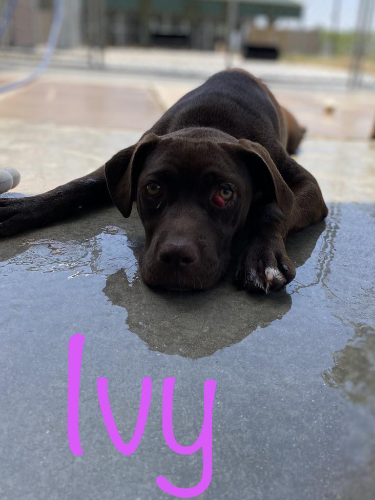 Ivy, Adoptable, Adult Female Catahoula Leopard Dog & Pit Bull Terrier.