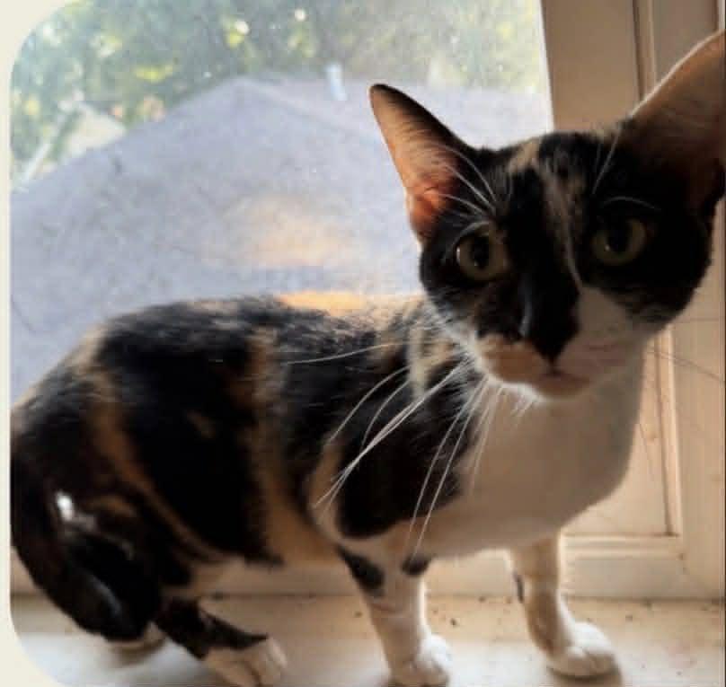 Reeses, Adoptable, Adult Female Domestic Short Hair.