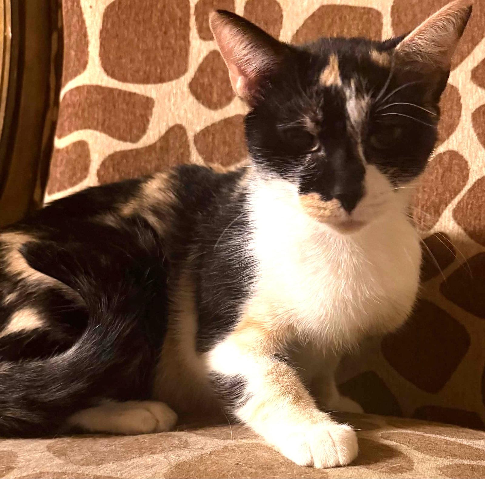 Enlarge Reeses, a Adoptable Domestic Short Hair in Dalzell, IL image 2/2