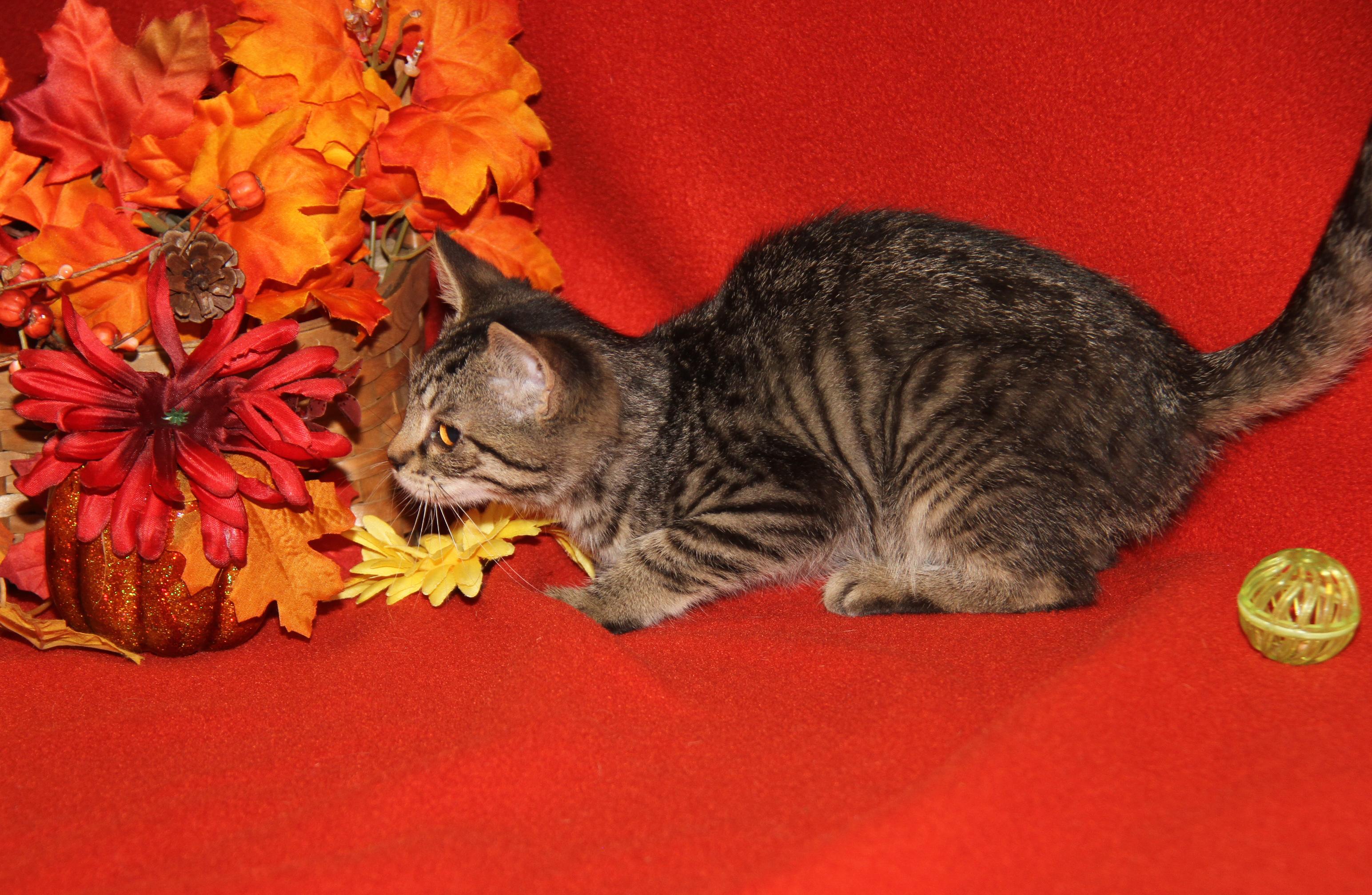 Chanterelle (Spayed) (Photos 9/1/2025)