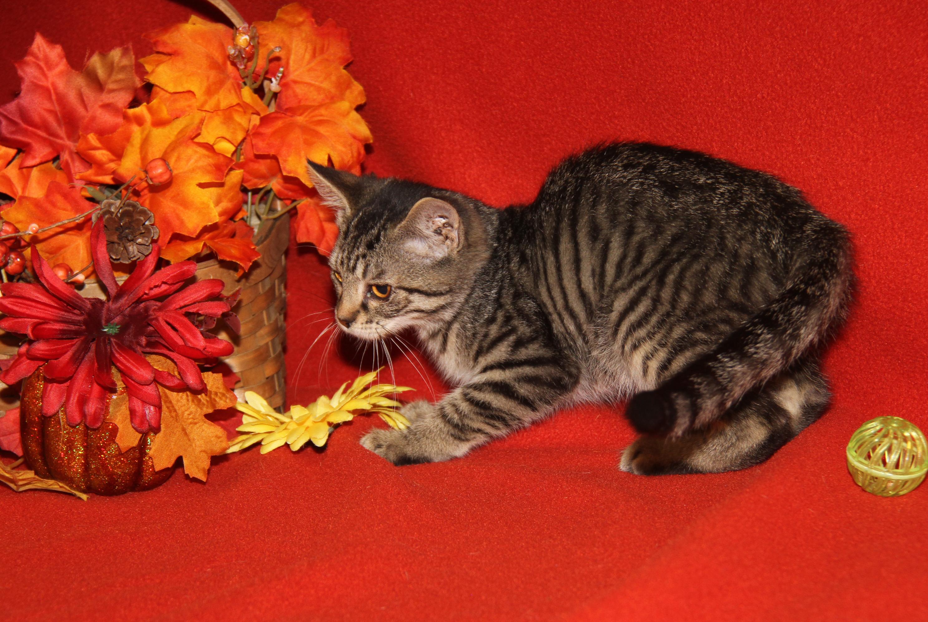 Chanterelle (Spayed) (Photos 9/1/2025)