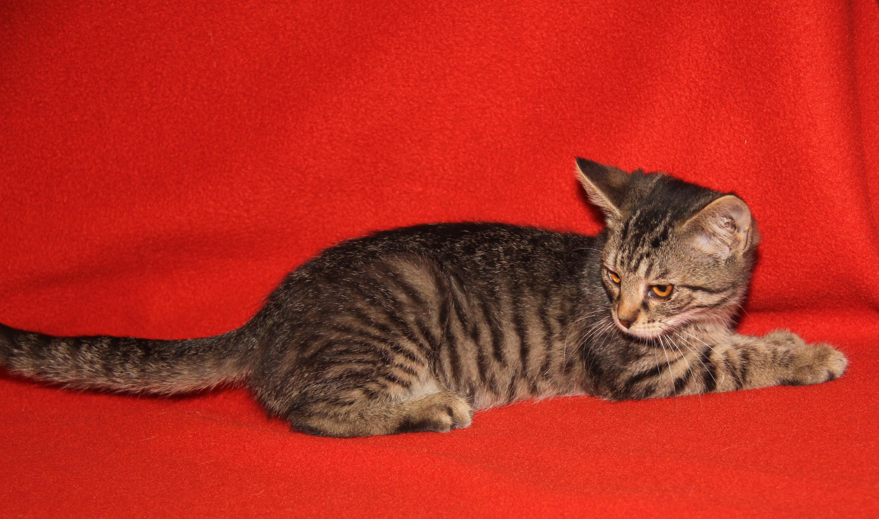 Chanterelle (Spayed) (Photos 9/1/2025)