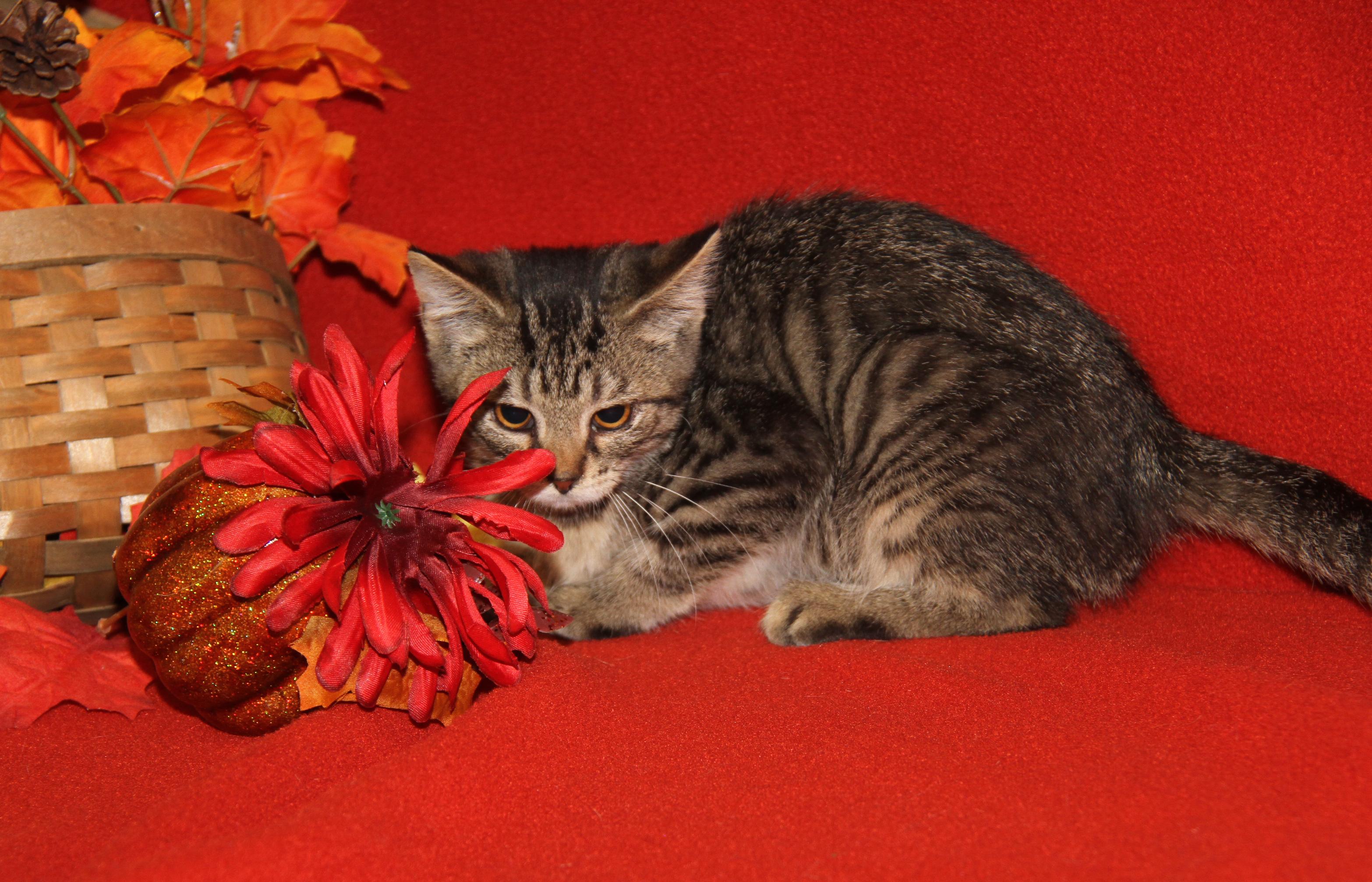 Chanterelle (Spayed) (Photos 9/1/2025)