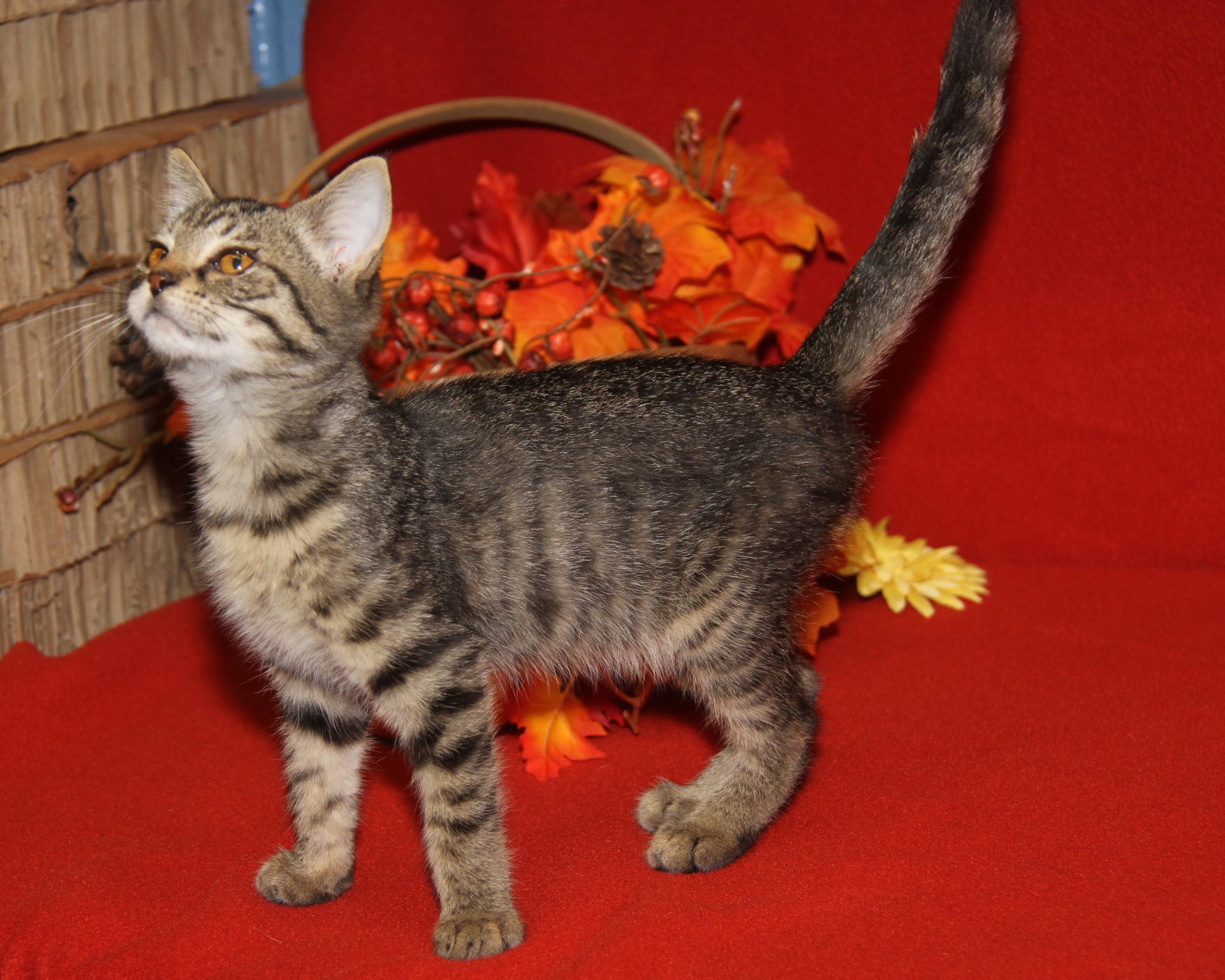 Chanterelle (Spayed) (Photos 9/1/2025)