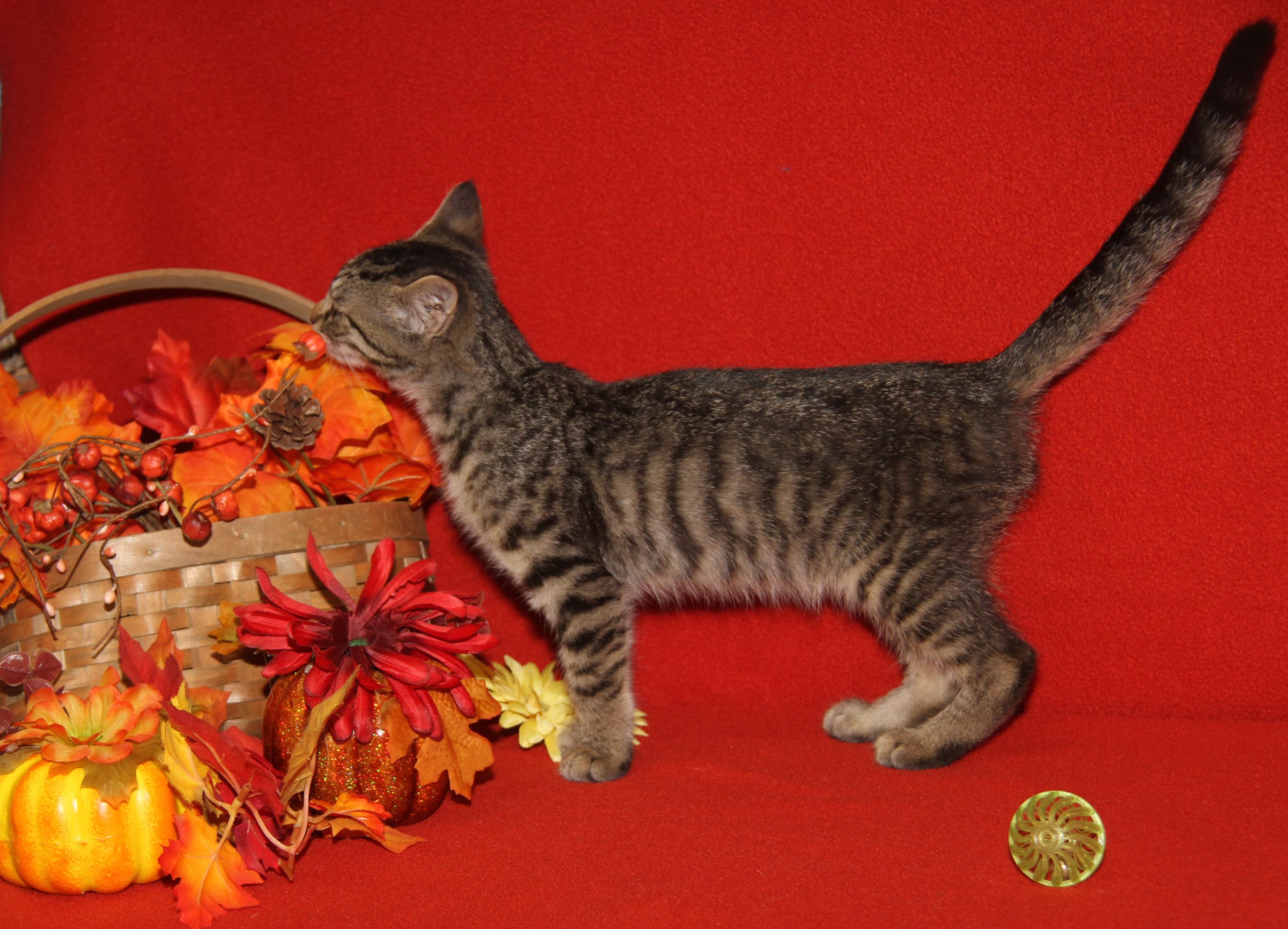 Chanterelle (Spayed) (Photos 9/1/2025)