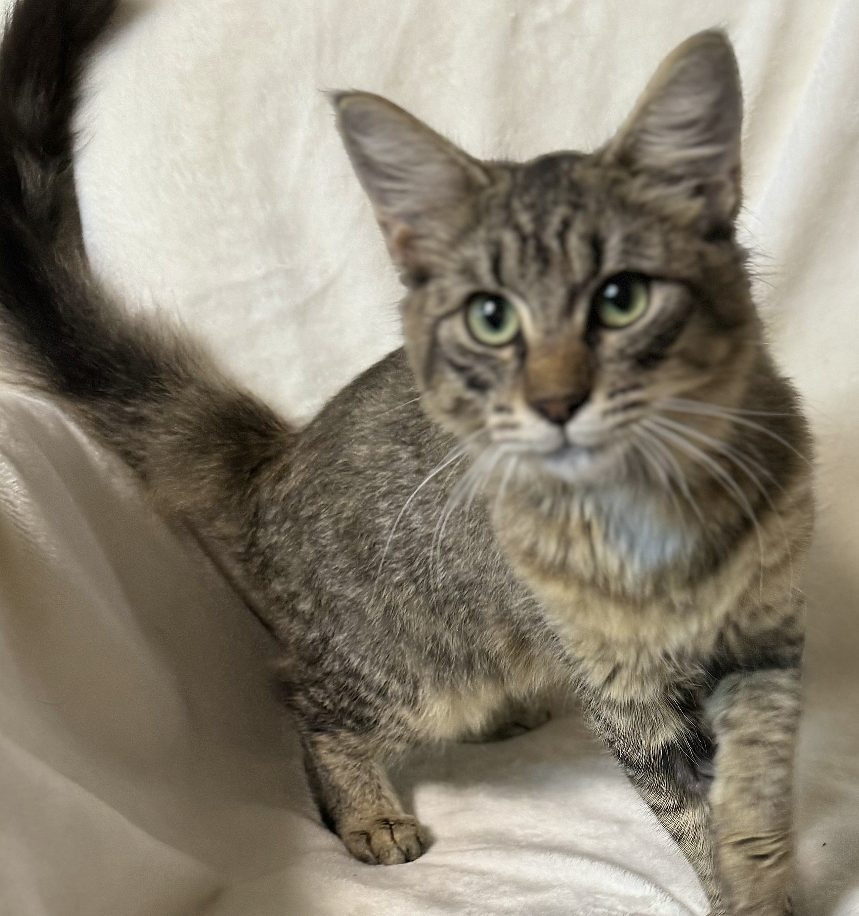 Piper, Adopted, Young Female Domestic Medium Hair.