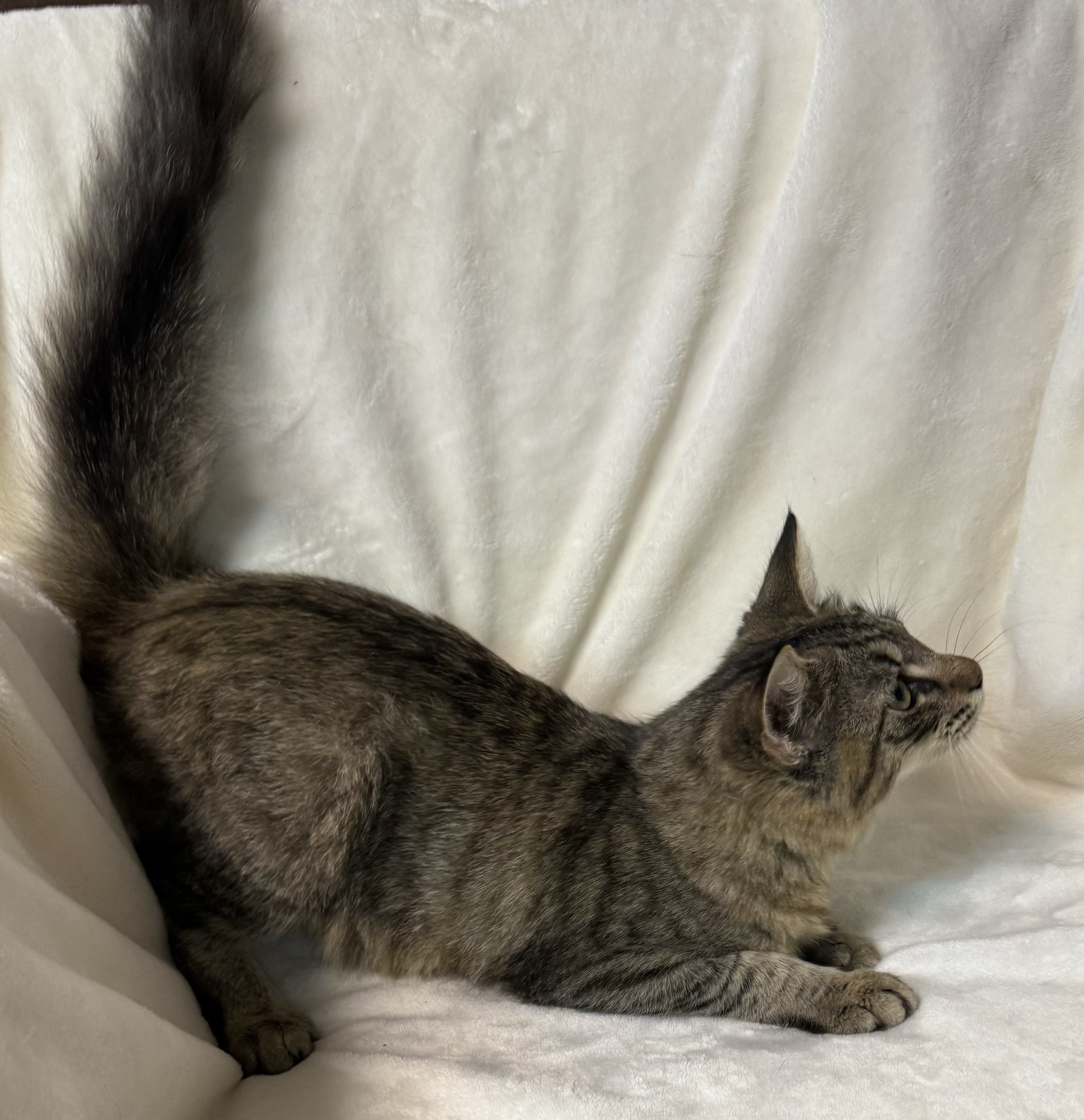 Piper, a Adopted Domestic Medium Hair in Seminole, OK image 2/3
