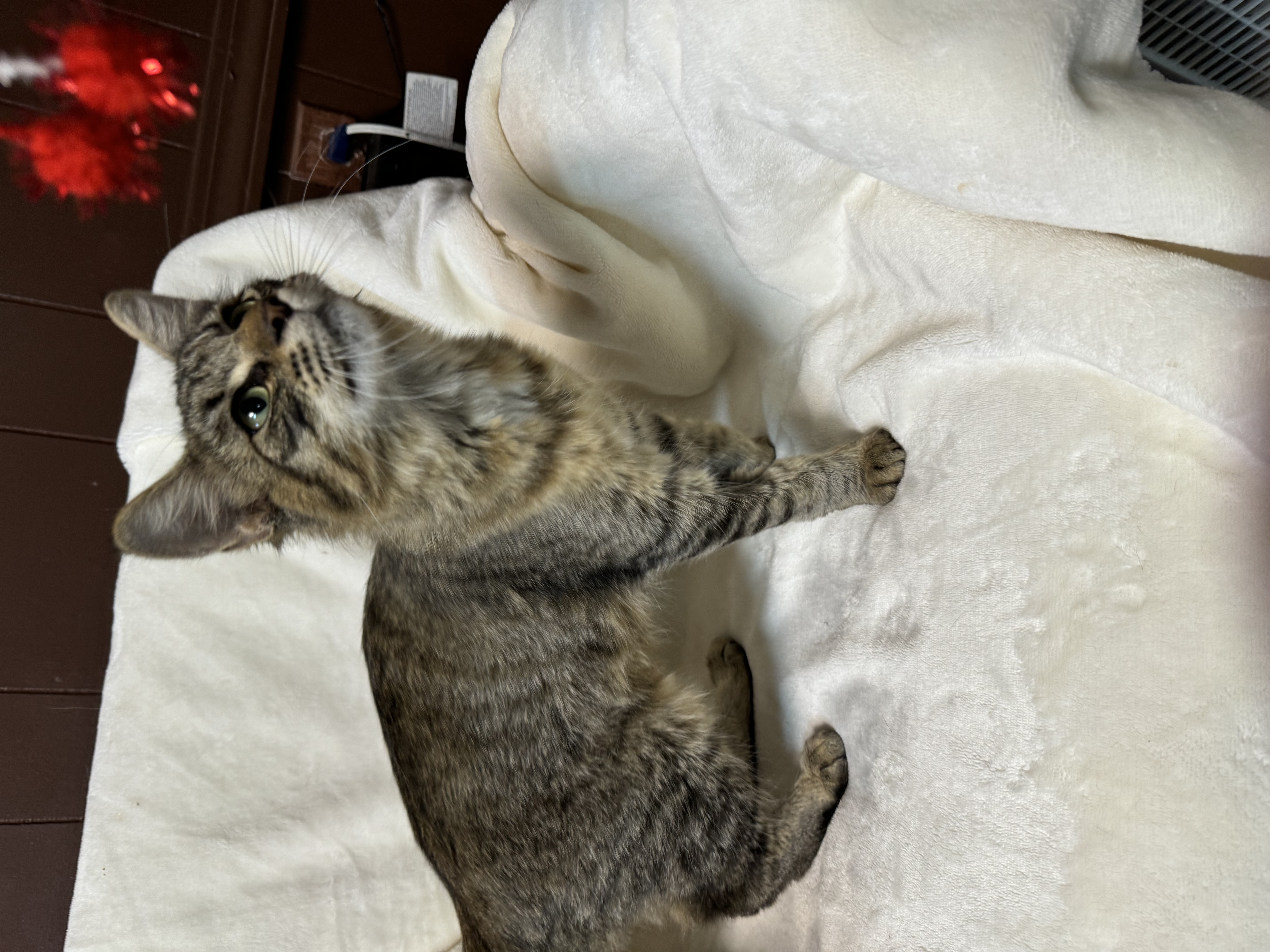 Piper, a Adopted Domestic Medium Hair in Seminole, OK image 3/3