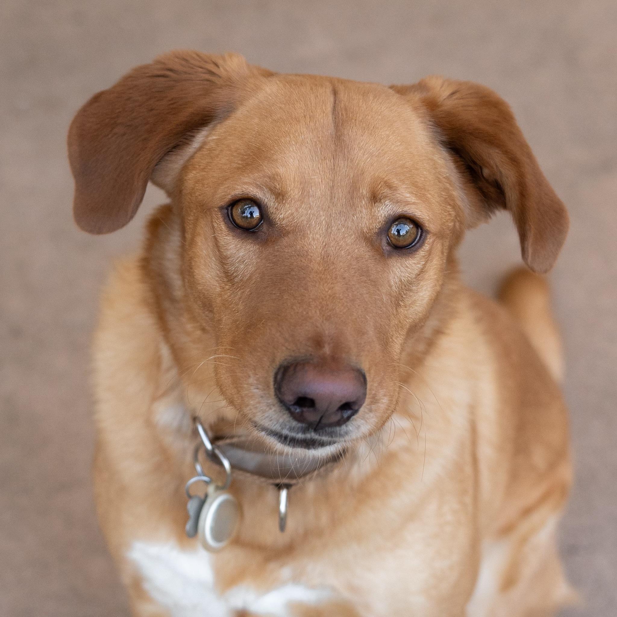 Cooper