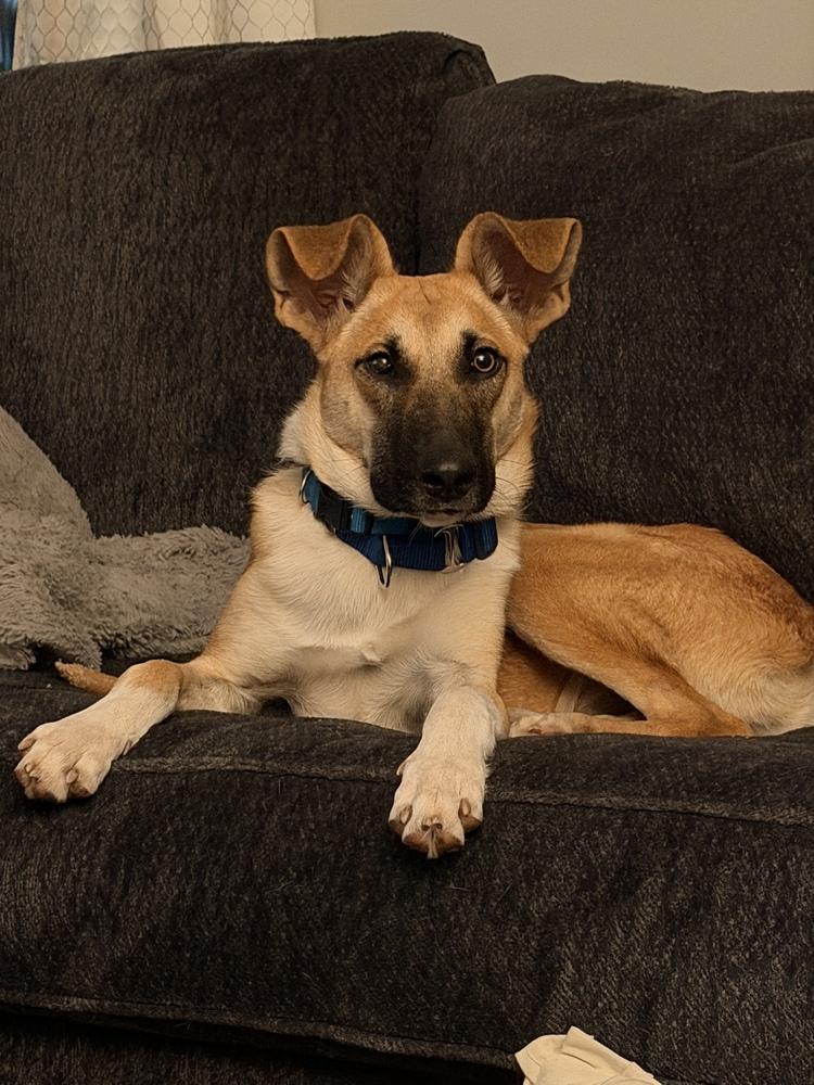 Enlarge Clyde, a Adoptable mixed breed in Willingboro, NJ image 2/6
