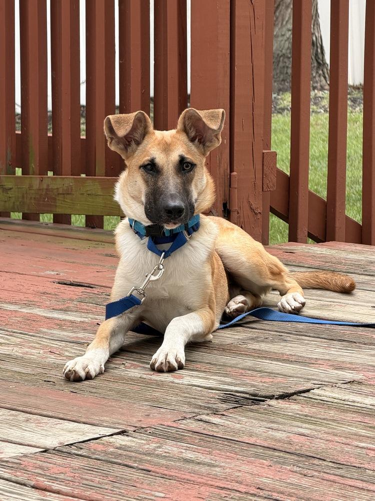 Enlarge Clyde, a Adoptable mixed breed in Willingboro, NJ image 3/6