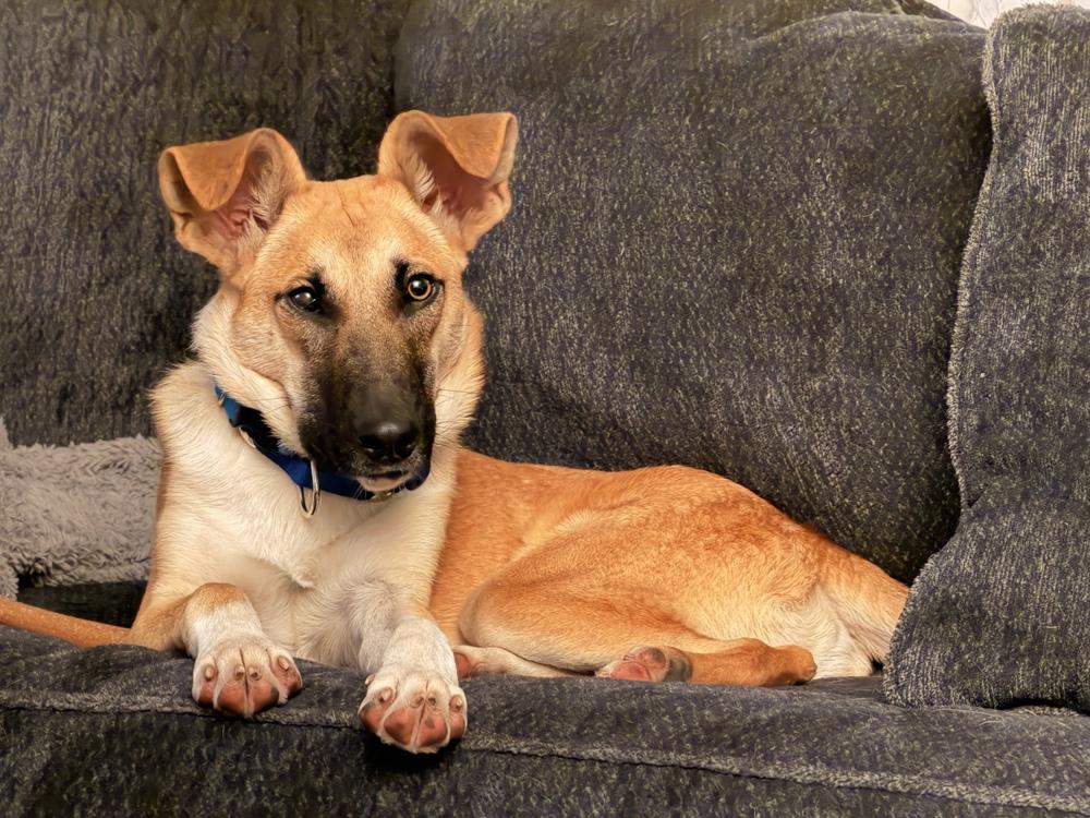 Enlarge Clyde, a Adoptable mixed breed in Willingboro, NJ image 5/6
