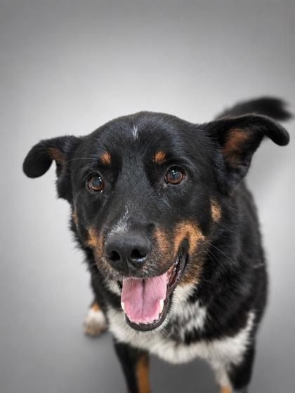 Enlarge Blackie, a Adoptable mixed breed in Bowling Green, KY image 1/1