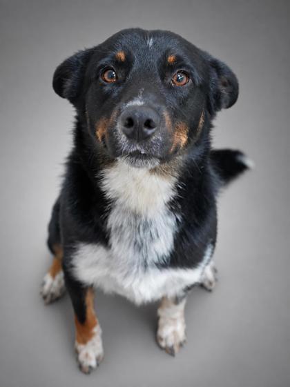 Blackie, a Adoptable mixed breed in Bowling Green, KY image 2/2