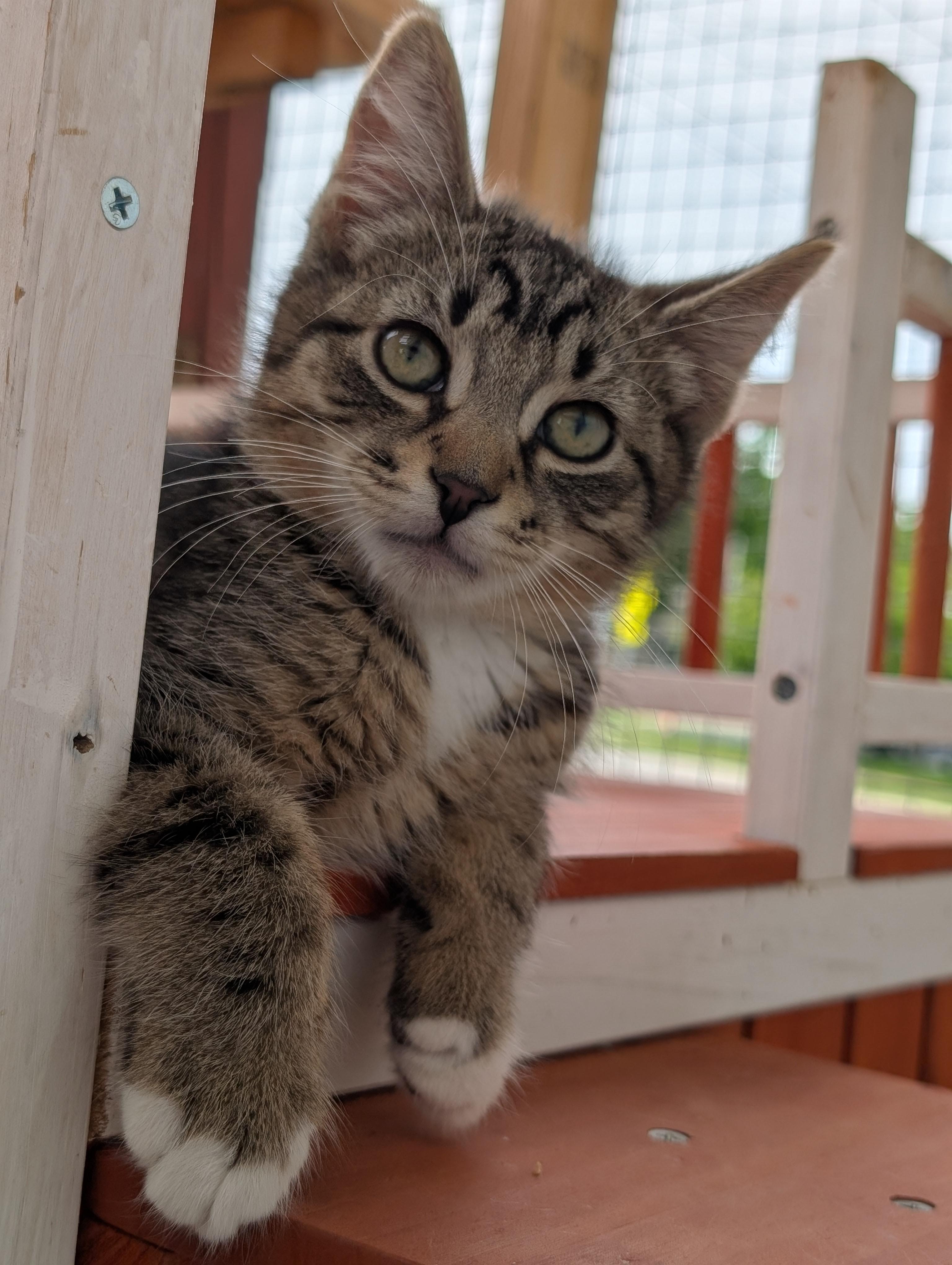 Enlarge Tweedle-dee, a Adoptable Domestic Medium Hair in Brockport, NY image 1/4
