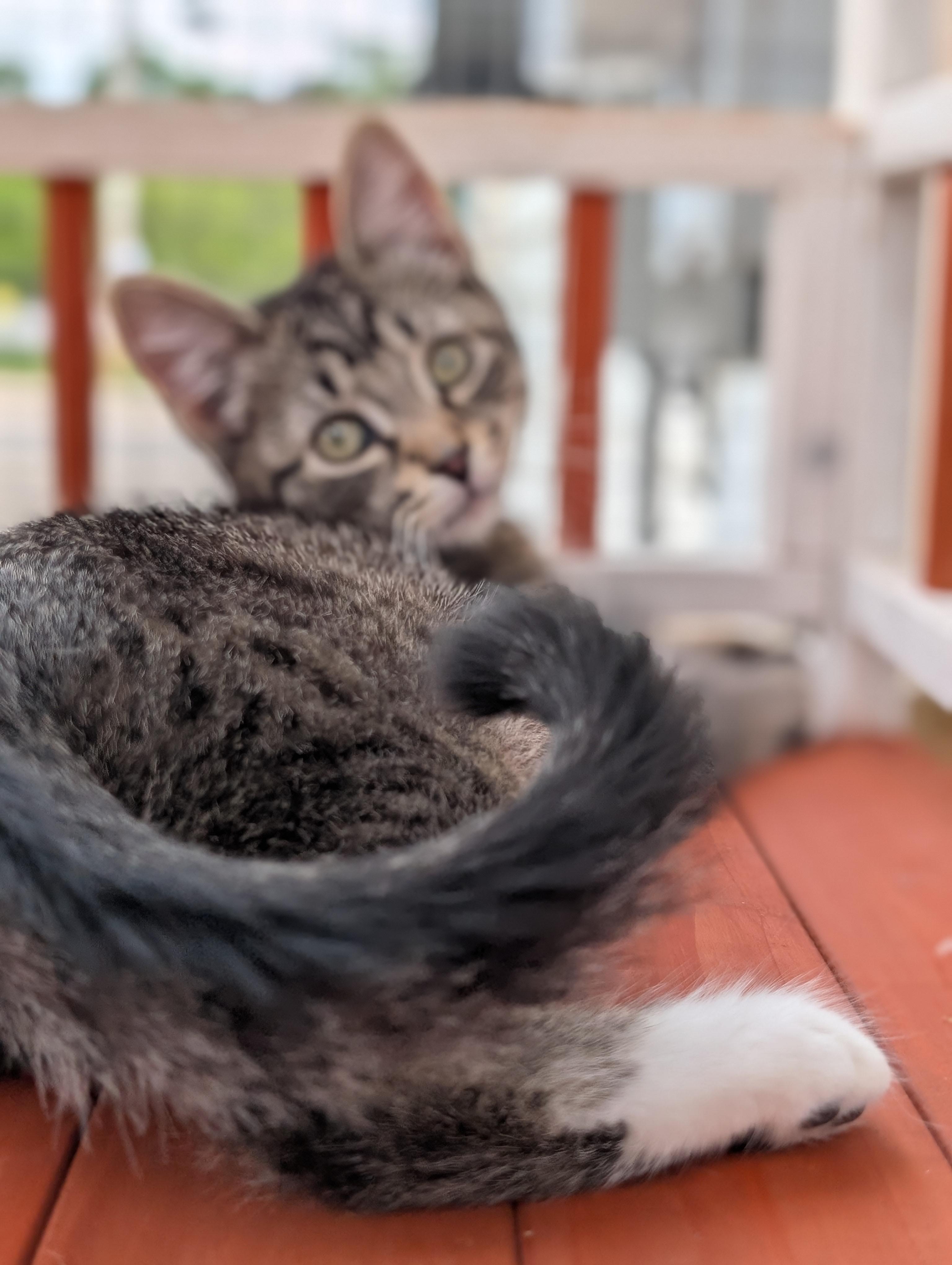 Enlarge Tweedle-dee, a Adoptable Domestic Medium Hair in Brockport, NY image 2/4