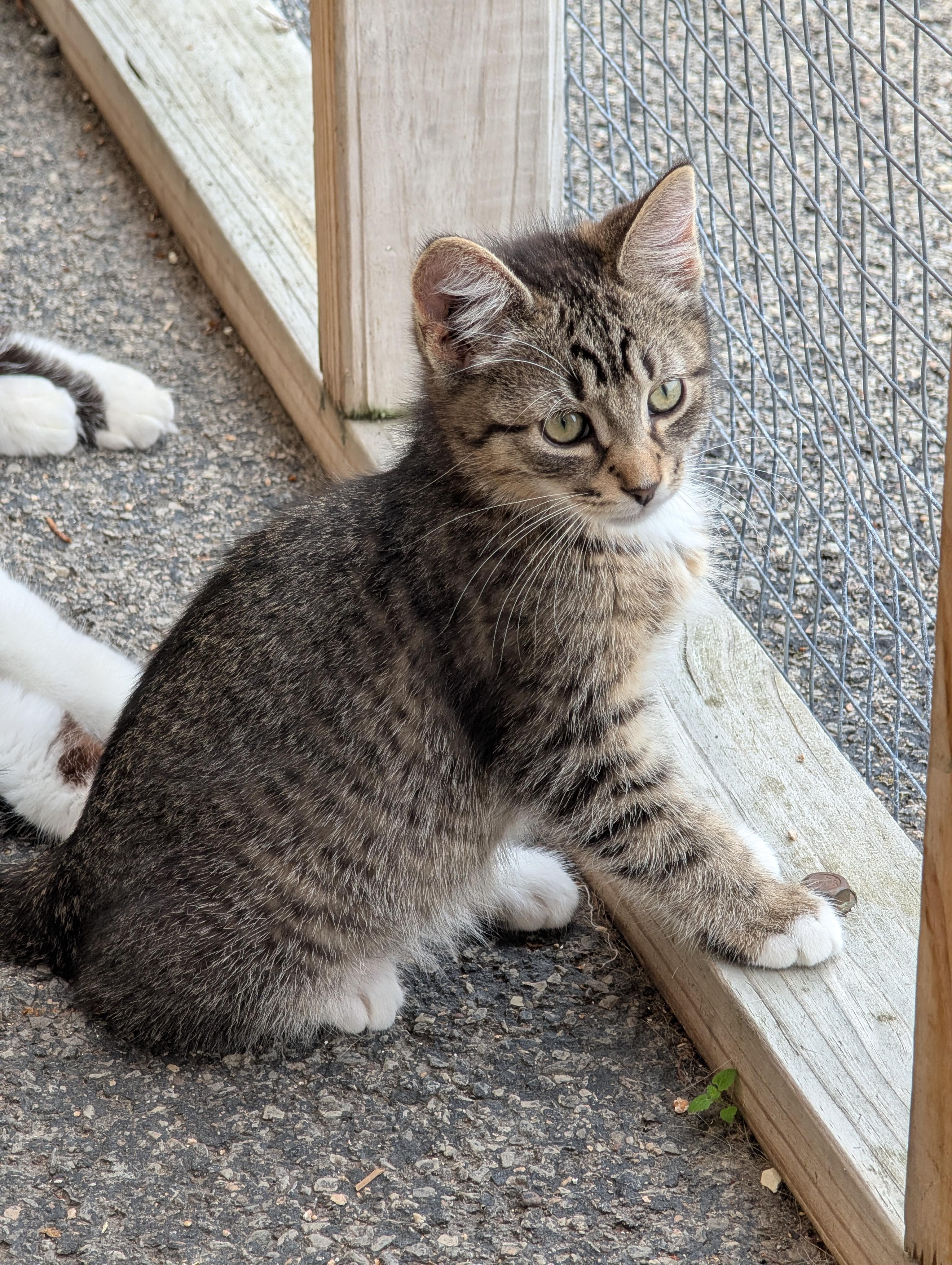Enlarge Tweedle-dee, a Adoptable Domestic Medium Hair in Brockport, NY image 4/4