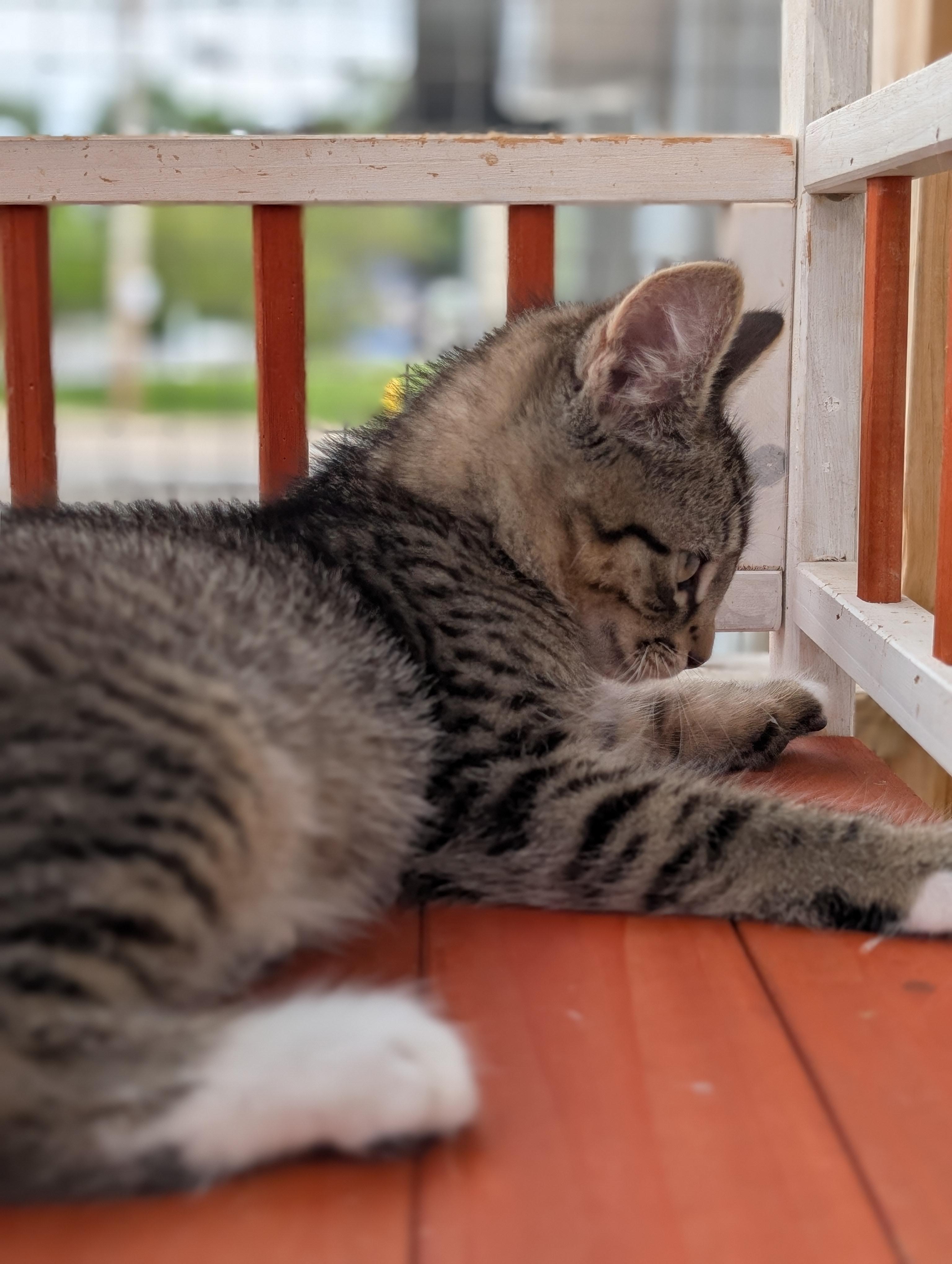 Enlarge Tweedle-dee, a Adoptable Domestic Medium Hair in Brockport, NY image 3/4