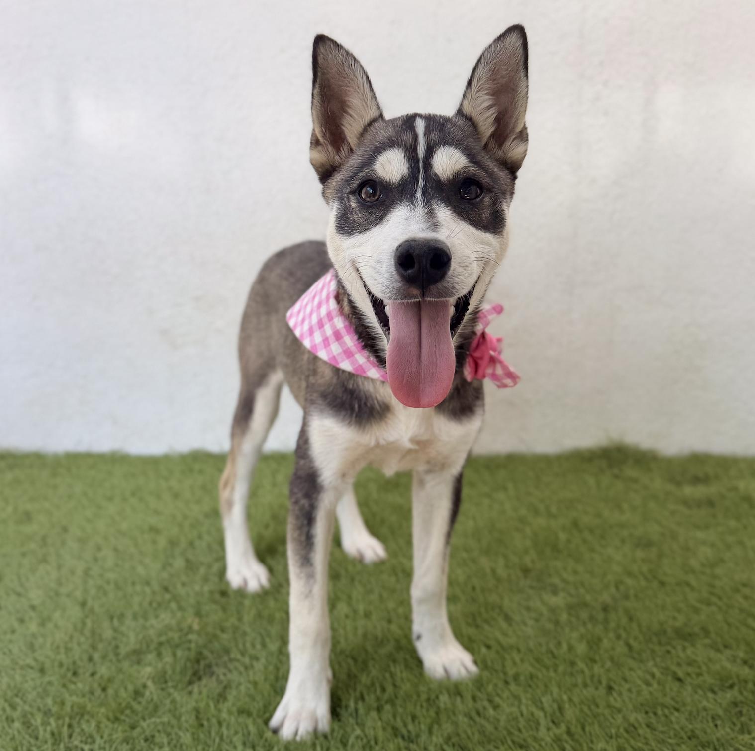 ALASKA, Adopted, Puppy Female Husky.