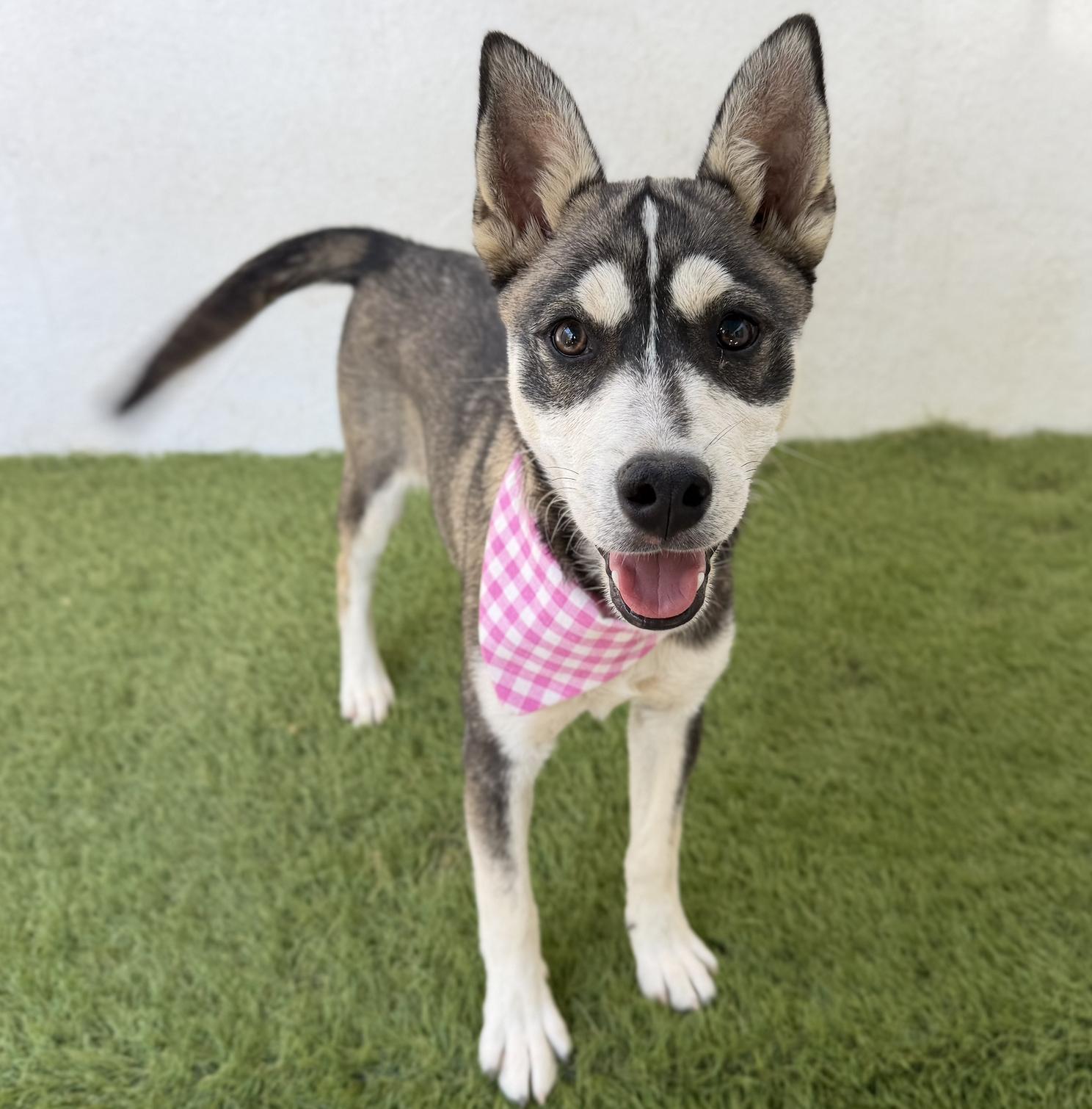 Enlarge ALASKA, a Adopted Husky in La Jolla, CA image 3/5