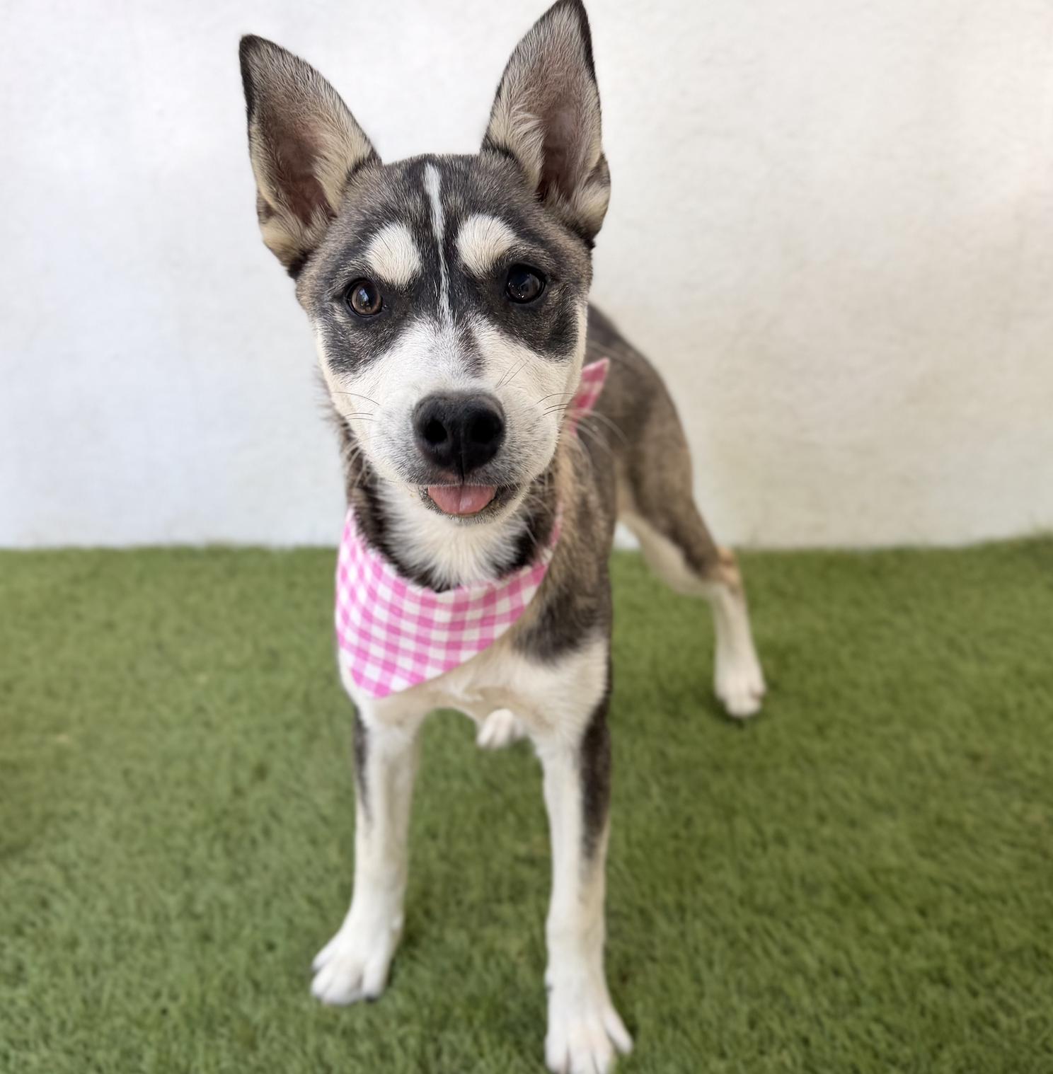 Enlarge ALASKA, a Adopted Husky in La Jolla, CA image 2/5