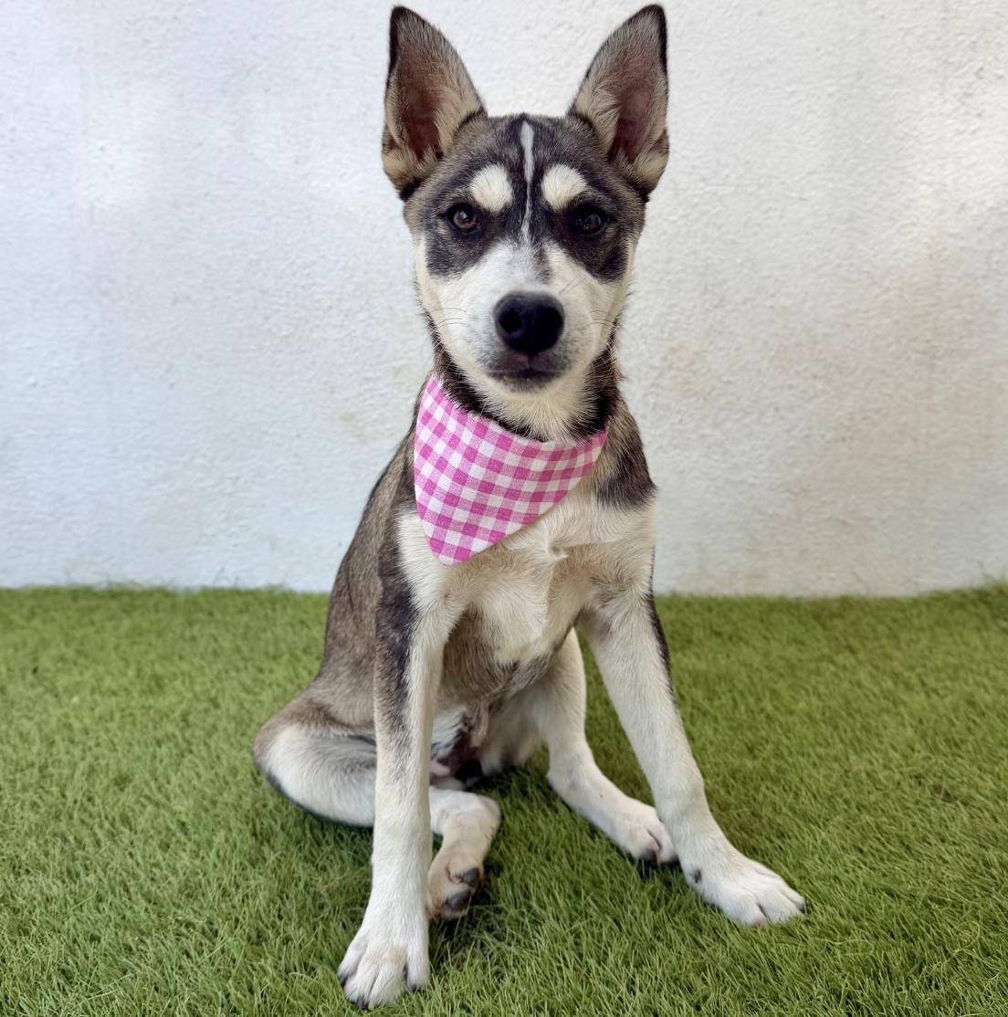 Enlarge ALASKA, a Adopted Husky in La Jolla, CA image 5/5