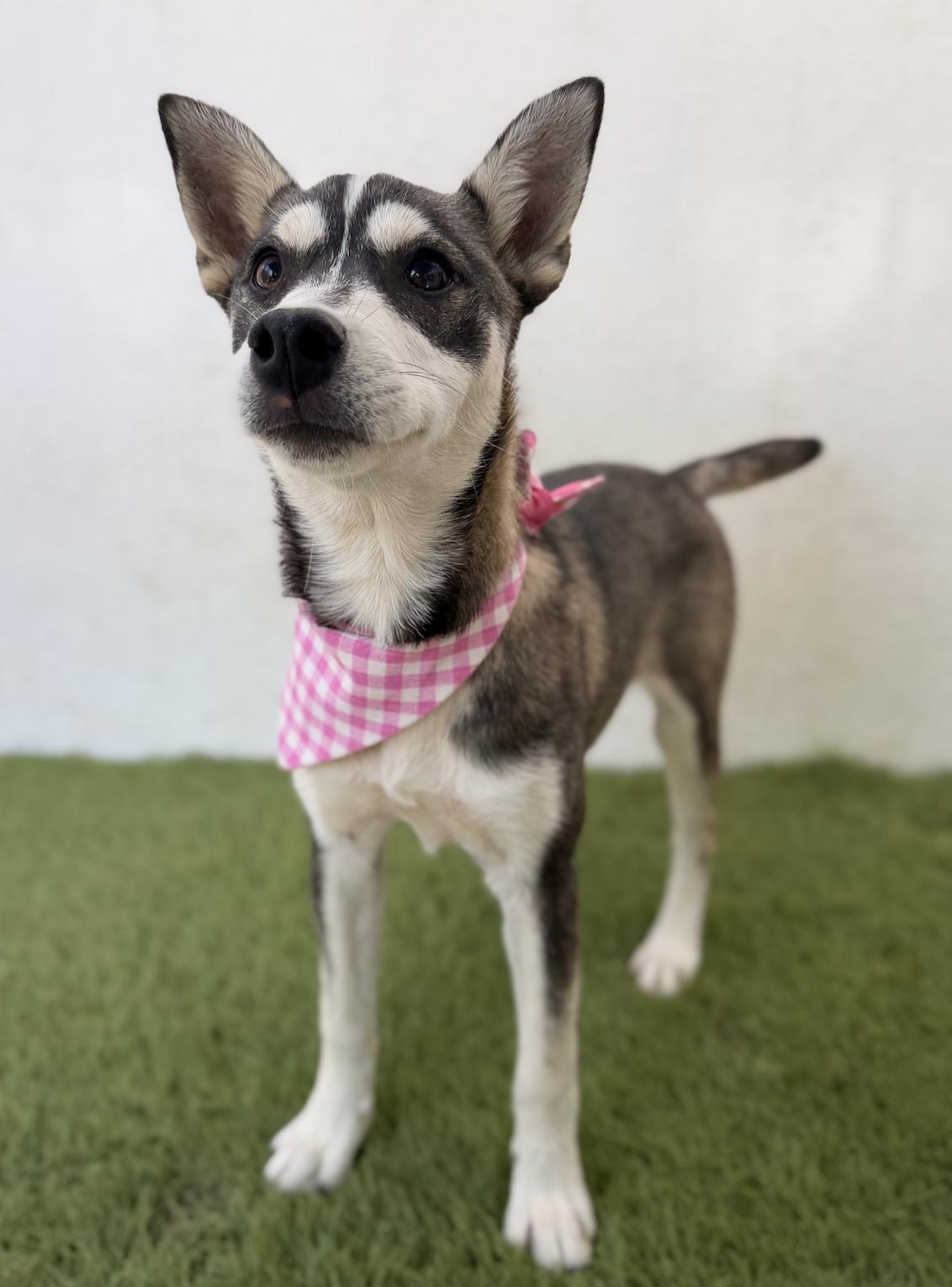 Enlarge ALASKA, a Adopted Husky in La Jolla, CA image 4/5