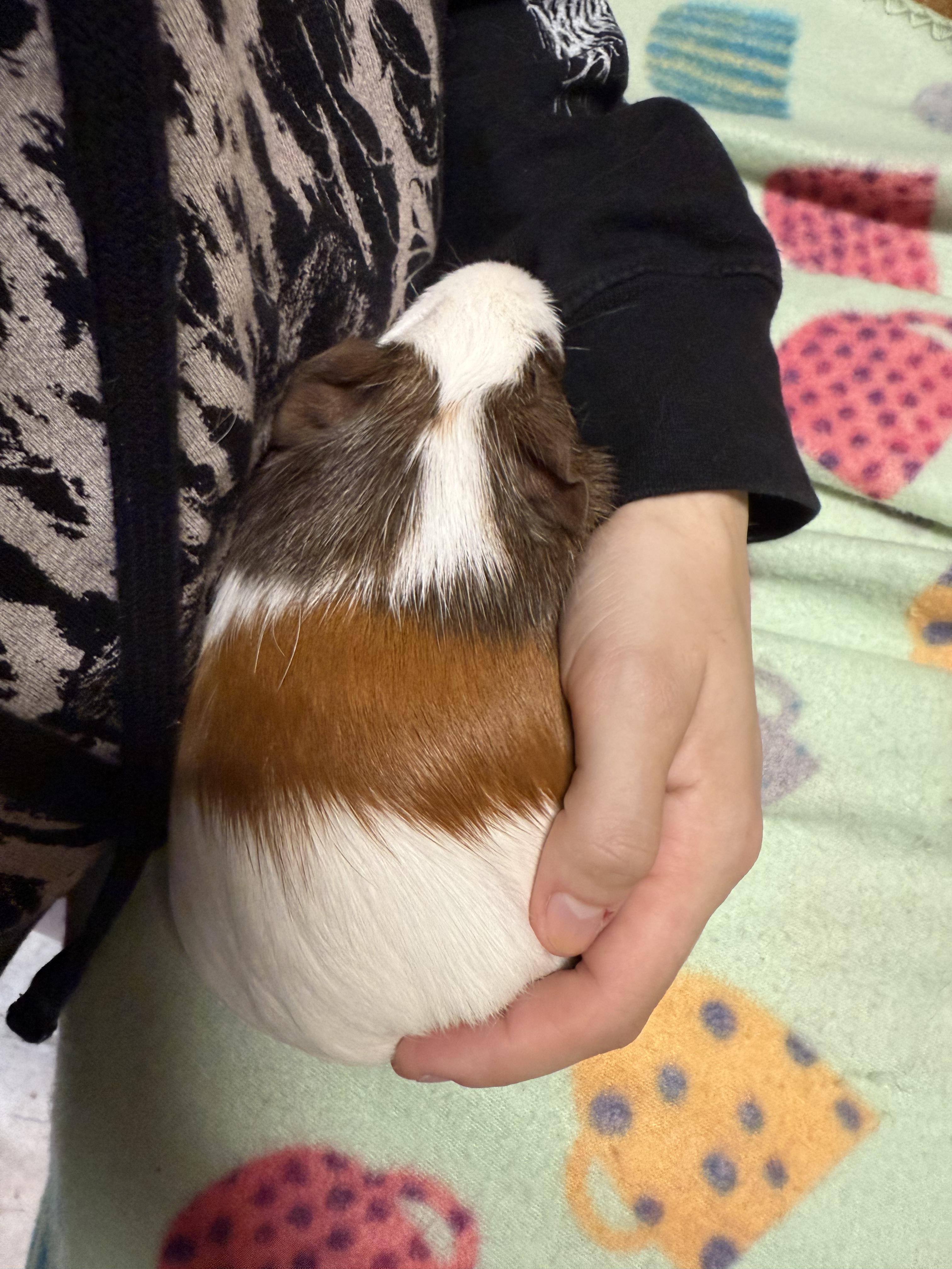 Enlarge S’mores, a Adopted Guinea Pig in JACKSON, NJ image 1/6