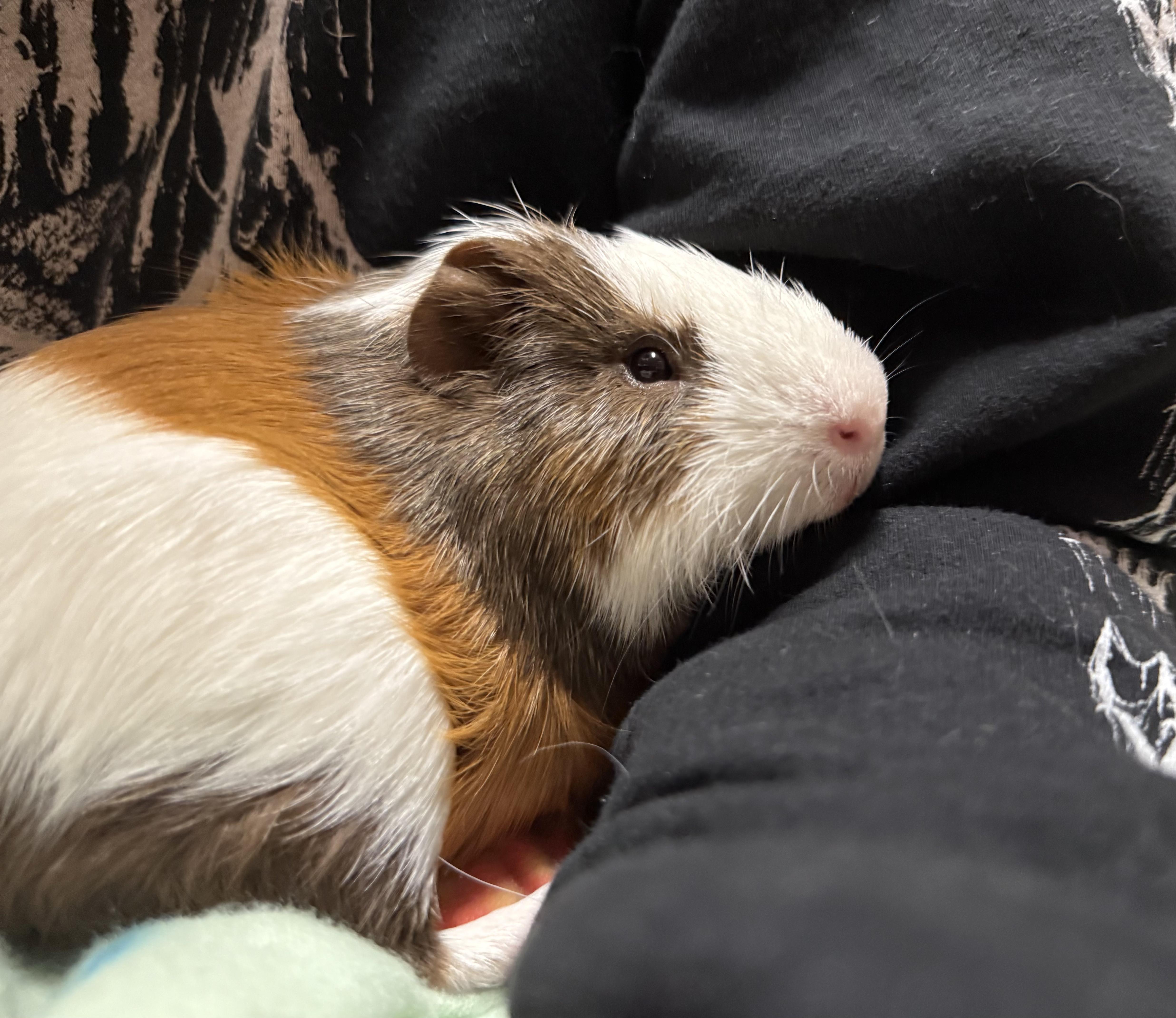 Enlarge S’mores, a Adopted Guinea Pig in JACKSON, NJ image 2/6