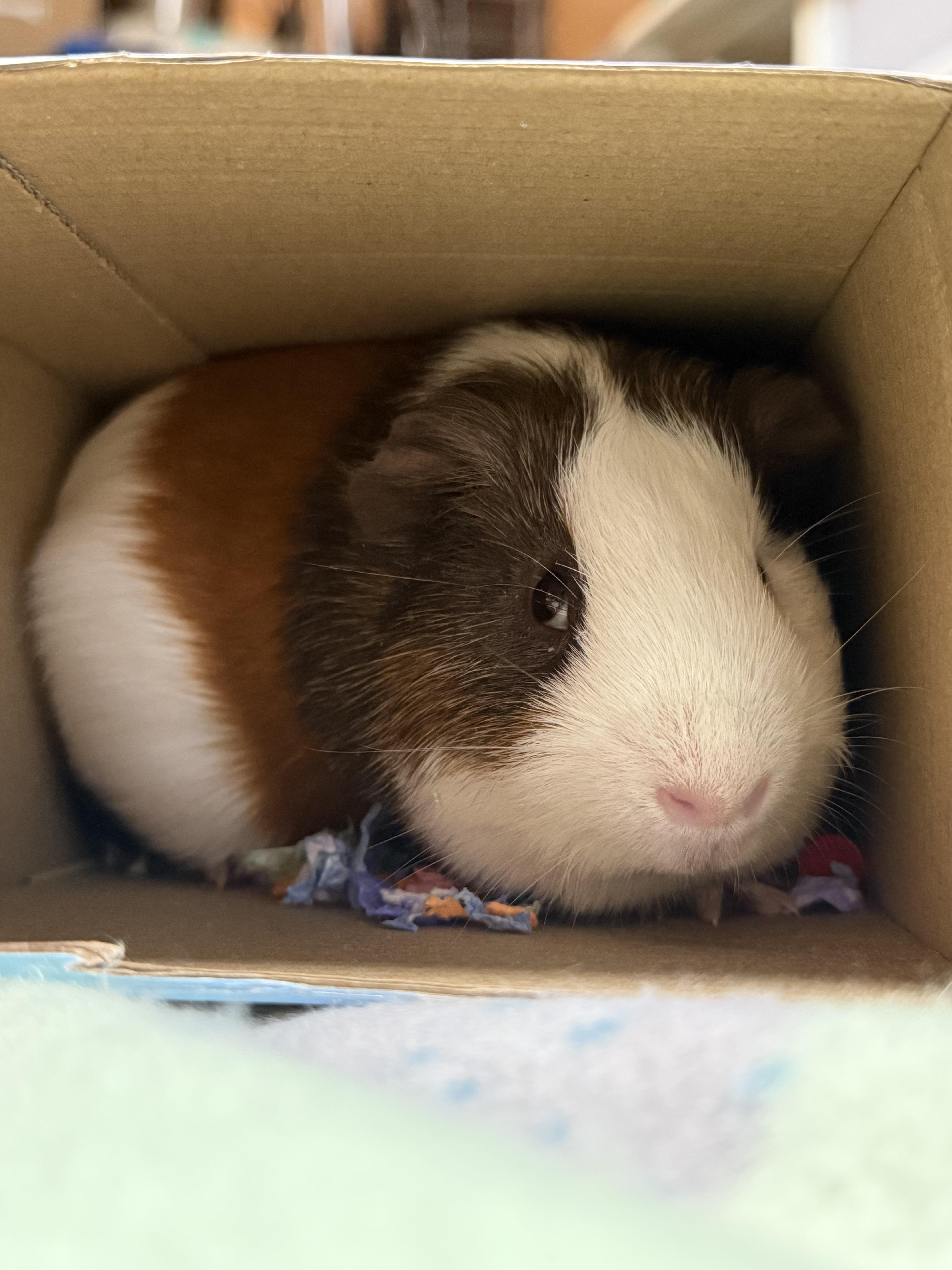 Enlarge S’mores, a Adopted Guinea Pig in JACKSON, NJ image 3/6