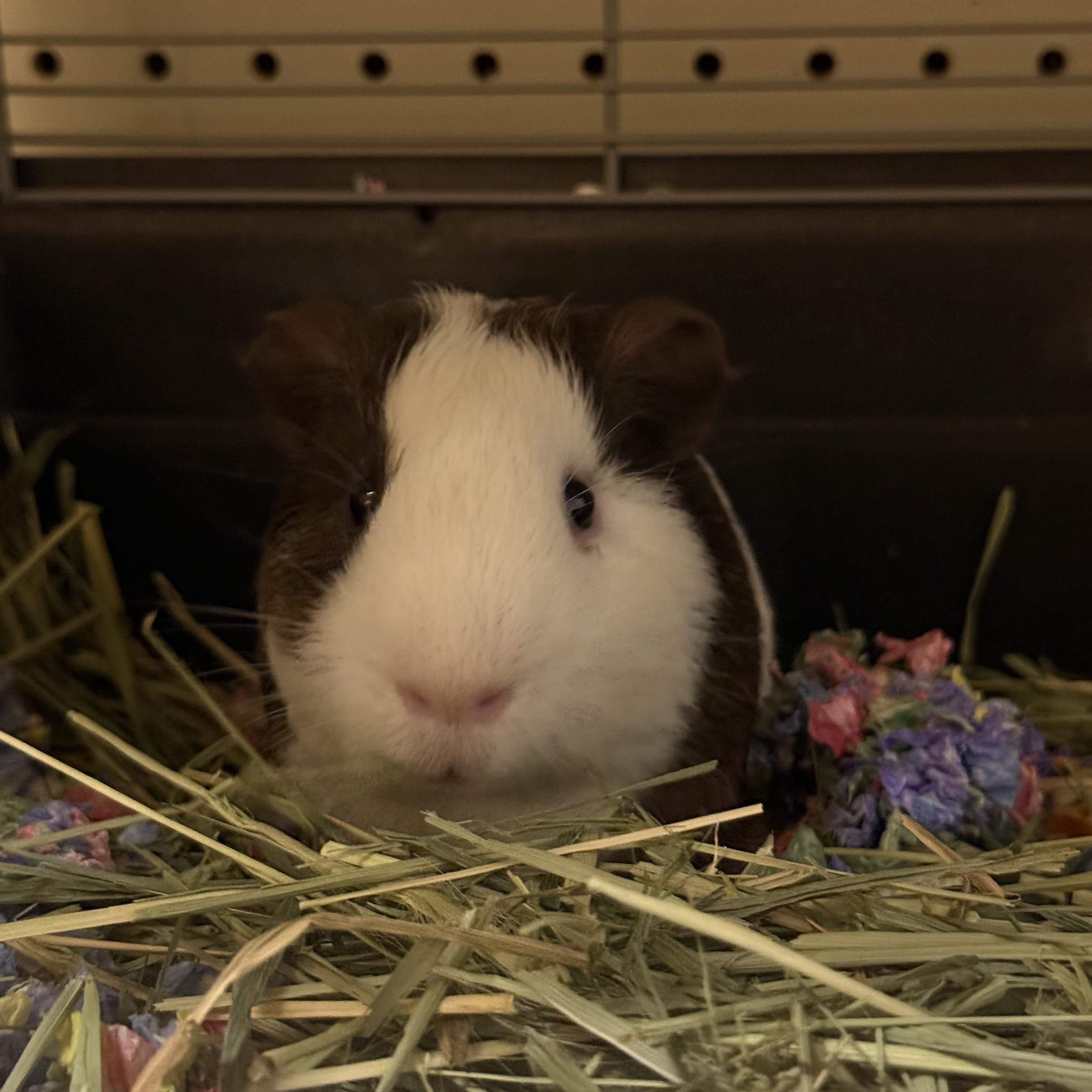 Enlarge S’mores, a Adopted Guinea Pig in JACKSON, NJ image 4/6