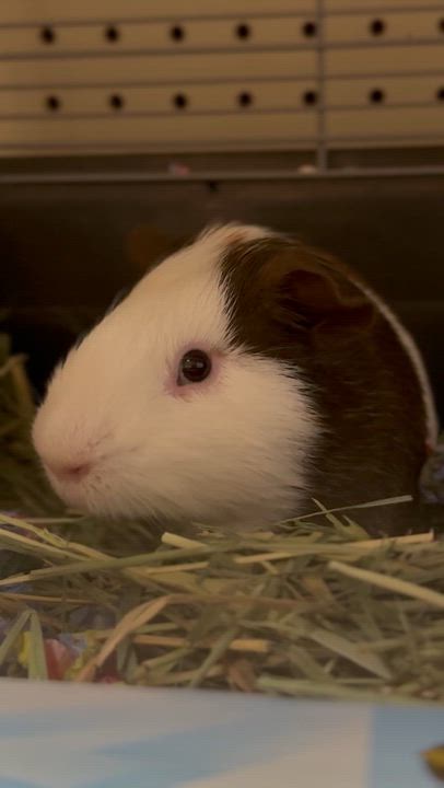 Enlarge S’mores, a Adopted Guinea Pig in JACKSON, NJ video 5/6