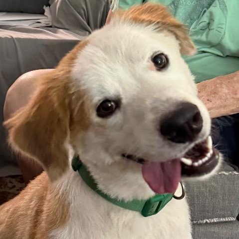 Bear, ADOPTABLE, Young Male Mixed Breed.