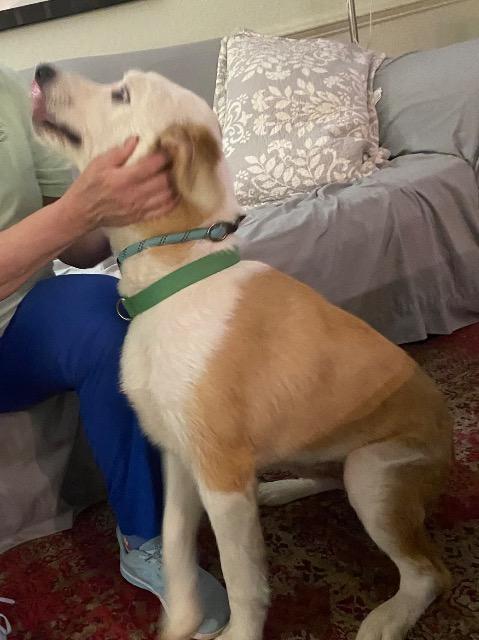 Bear, a ADOPTABLE mixed breed in Chelmsford, MA image 2/5