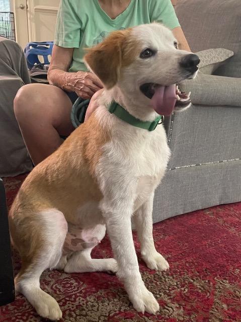 Bear, a ADOPTABLE mixed breed in Chelmsford, MA image 3/5