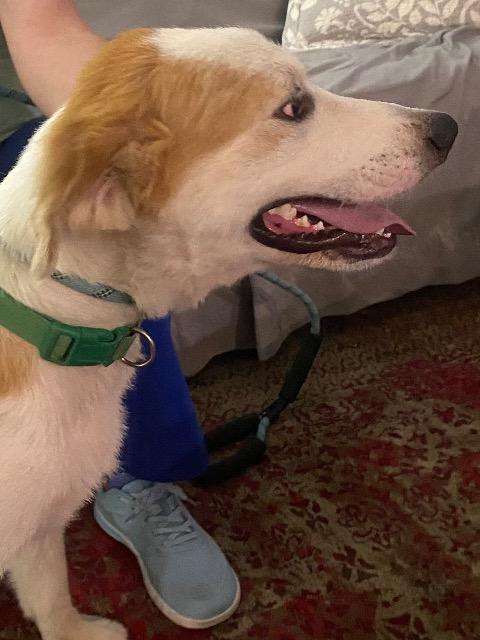 Bear, a ADOPTABLE mixed breed in Chelmsford, MA image 4/5