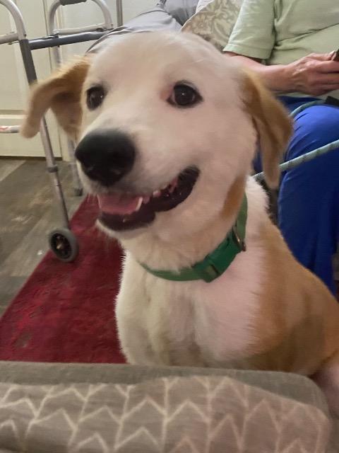 Bear, a ADOPTABLE mixed breed in Chelmsford, MA image 5/5