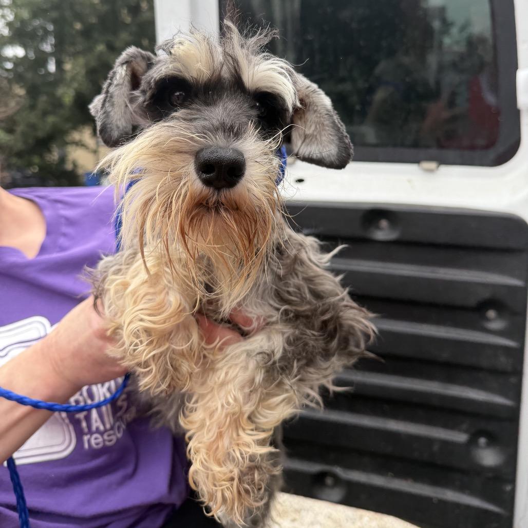 Enlarge Natasha, a Adoptable Miniature Schnauzer in Northbrook, IL image 1/3