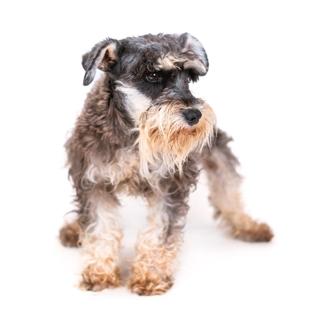 Enlarge Natasha, a Adoptable Miniature Schnauzer in Northbrook, IL image 2/3