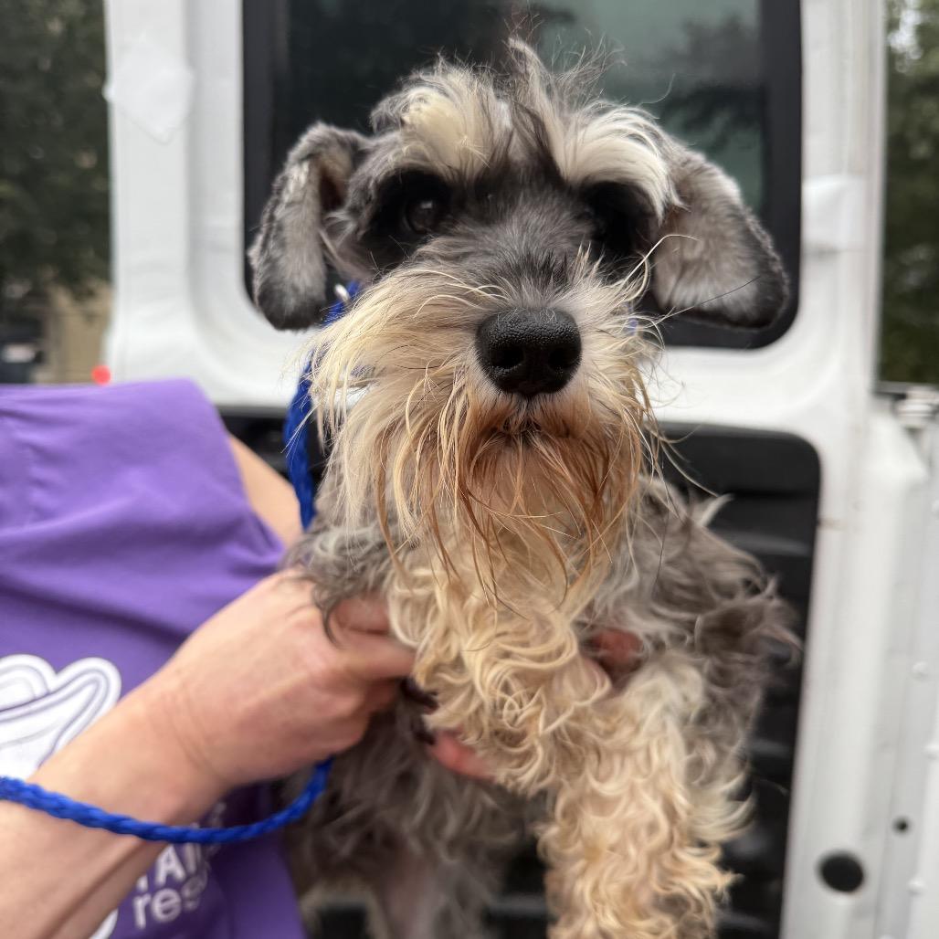 Enlarge Natasha, a Adoptable Miniature Schnauzer in Northbrook, IL image 3/3