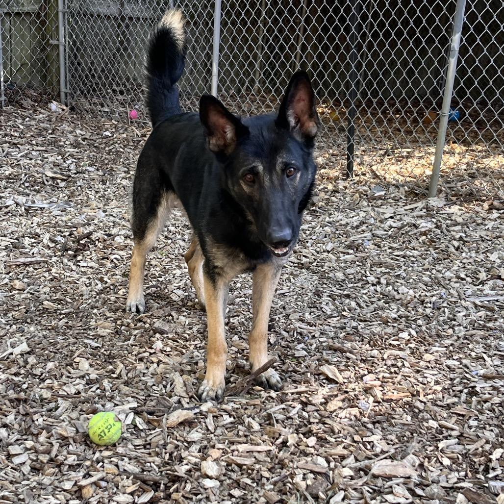 Enlarge Xena, a Adoptable Shepherd in Chester Springs, PA image 2/6