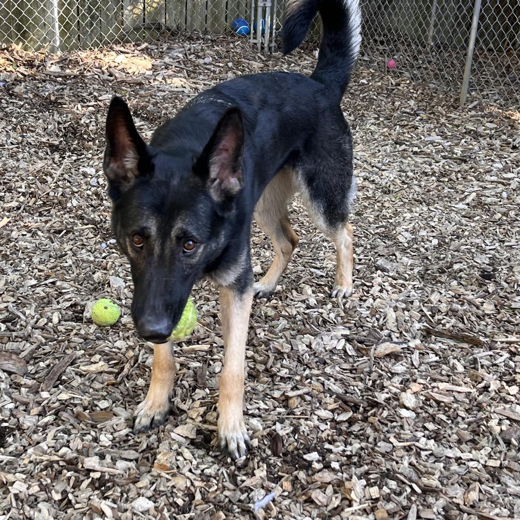 Enlarge Xena, a Adoptable Shepherd in Chester Springs, PA image 3/6