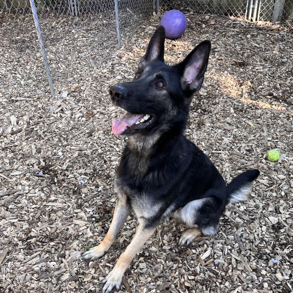 Enlarge Xena, a Adoptable Shepherd in Chester Springs, PA image 5/6