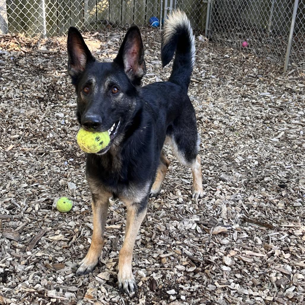 Enlarge Xena, a Adoptable Shepherd in Chester Springs, PA image 6/6