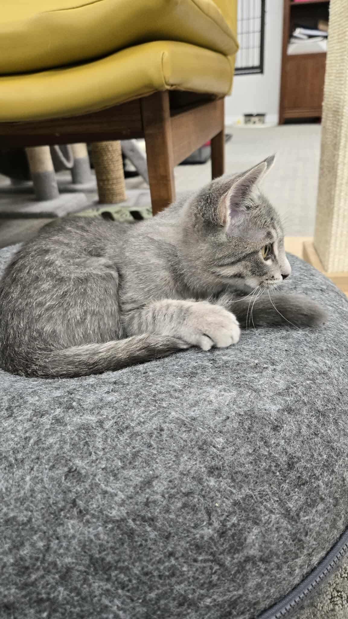 Enlarge Louis, an adopted Domestic Short Hair in Thurmont, MD image 1/6