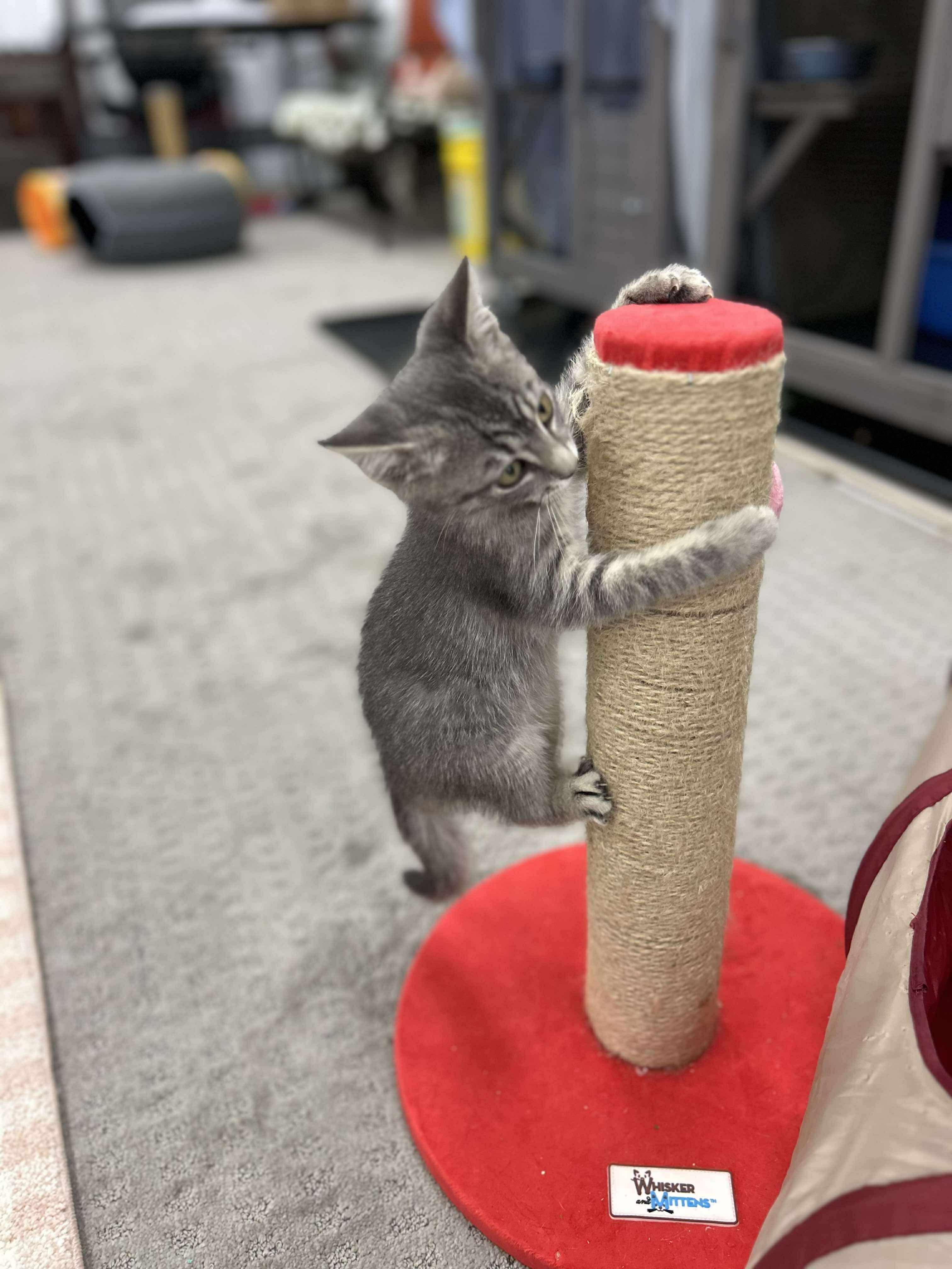 Enlarge Louis, an adopted Domestic Short Hair in Thurmont, MD image 2/6