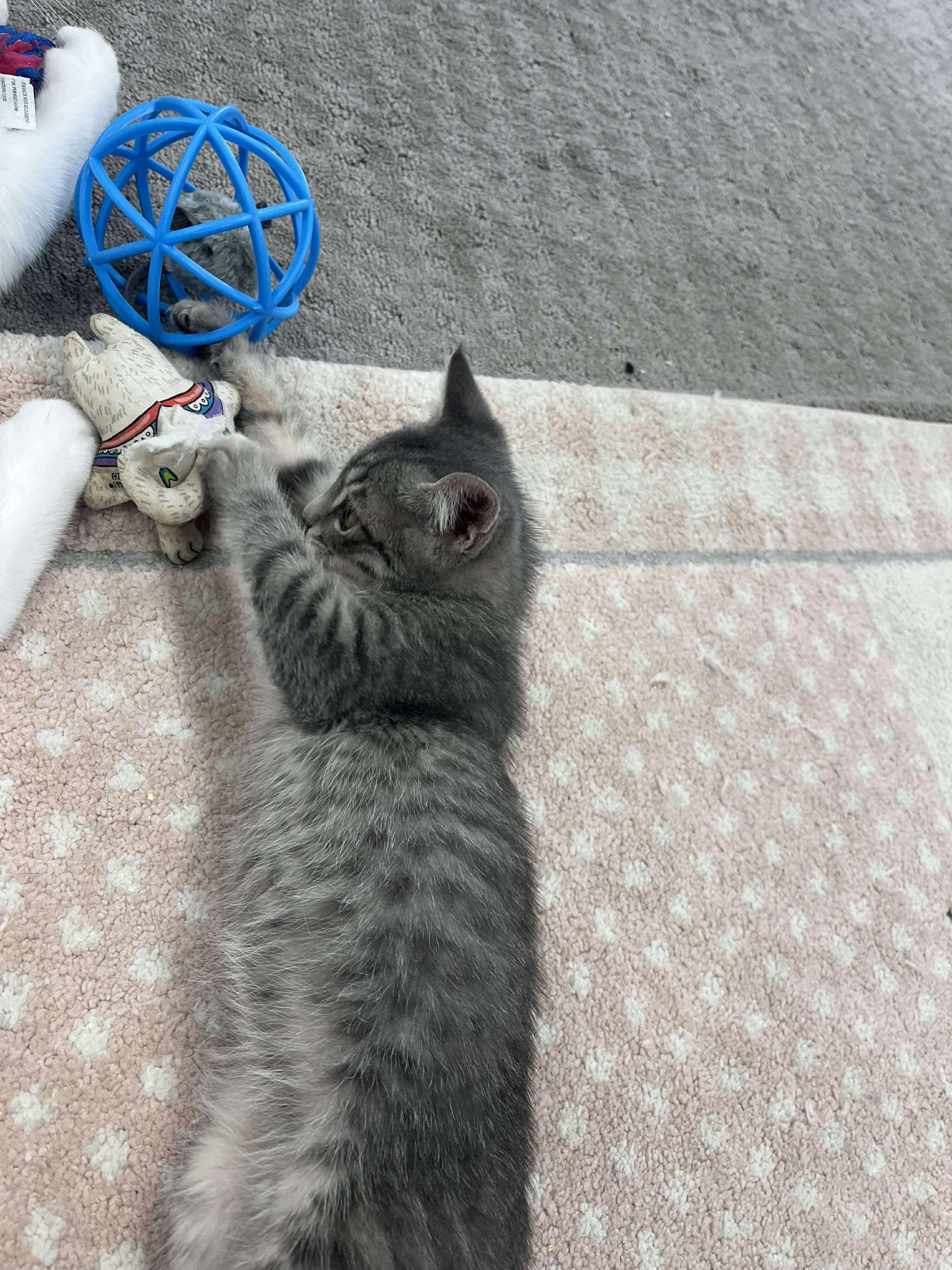 Enlarge Louis, an adopted Domestic Short Hair in Thurmont, MD image 4/6