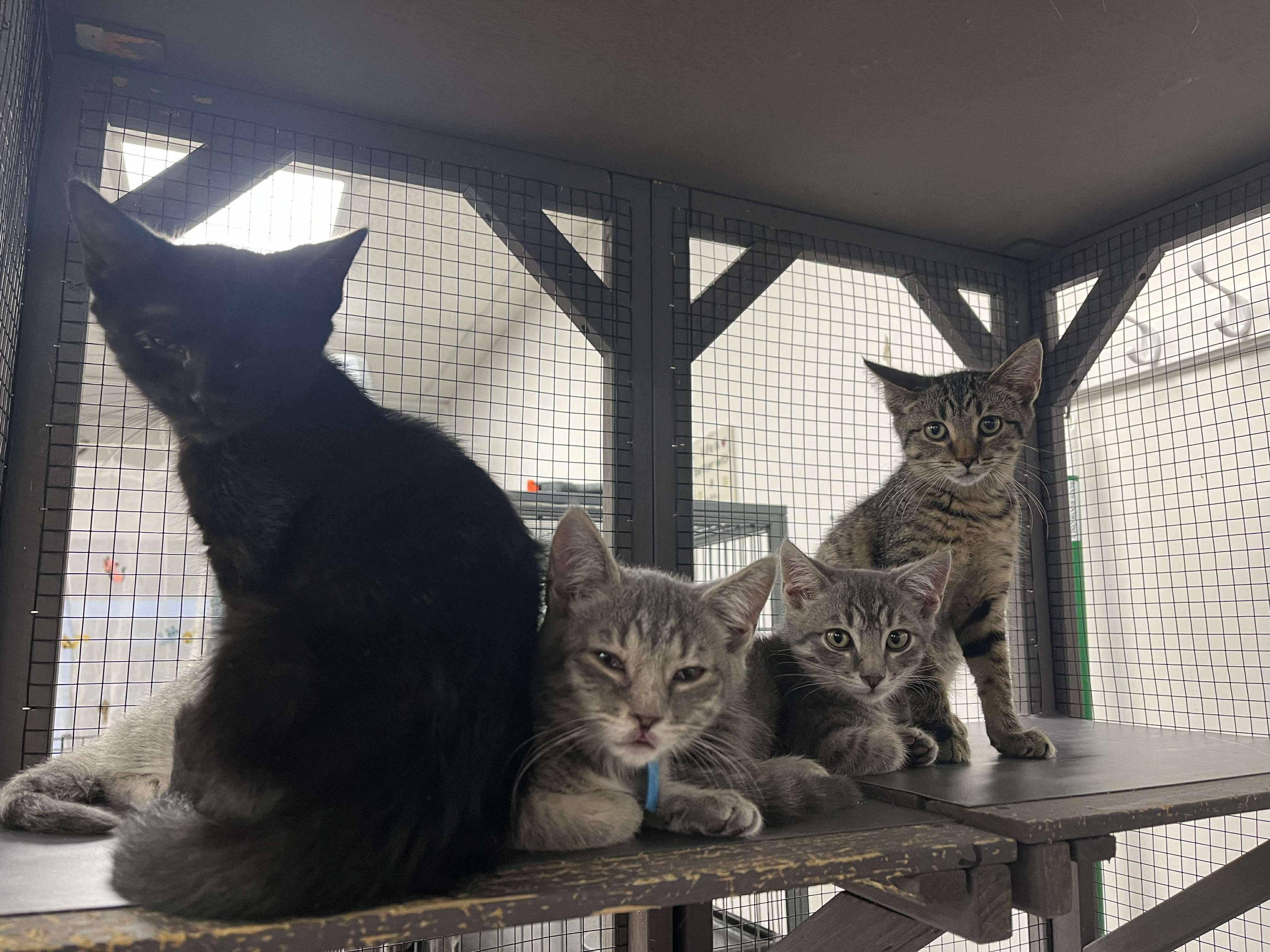 Louis, adopted, Kitten Male Domestic Short Hair.