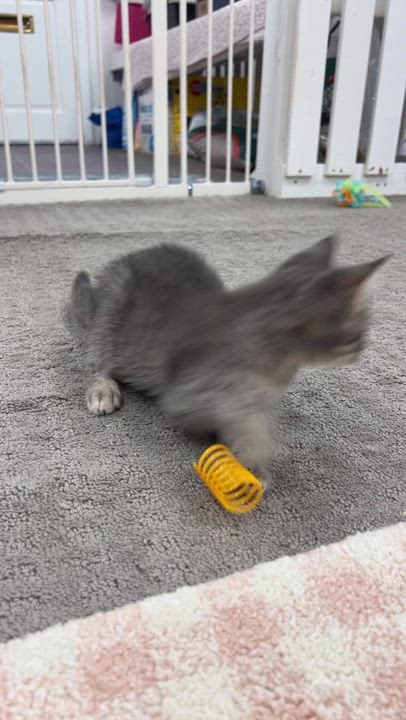 Enlarge Louis, an adopted Domestic Short Hair in Thurmont, MD video 6/6