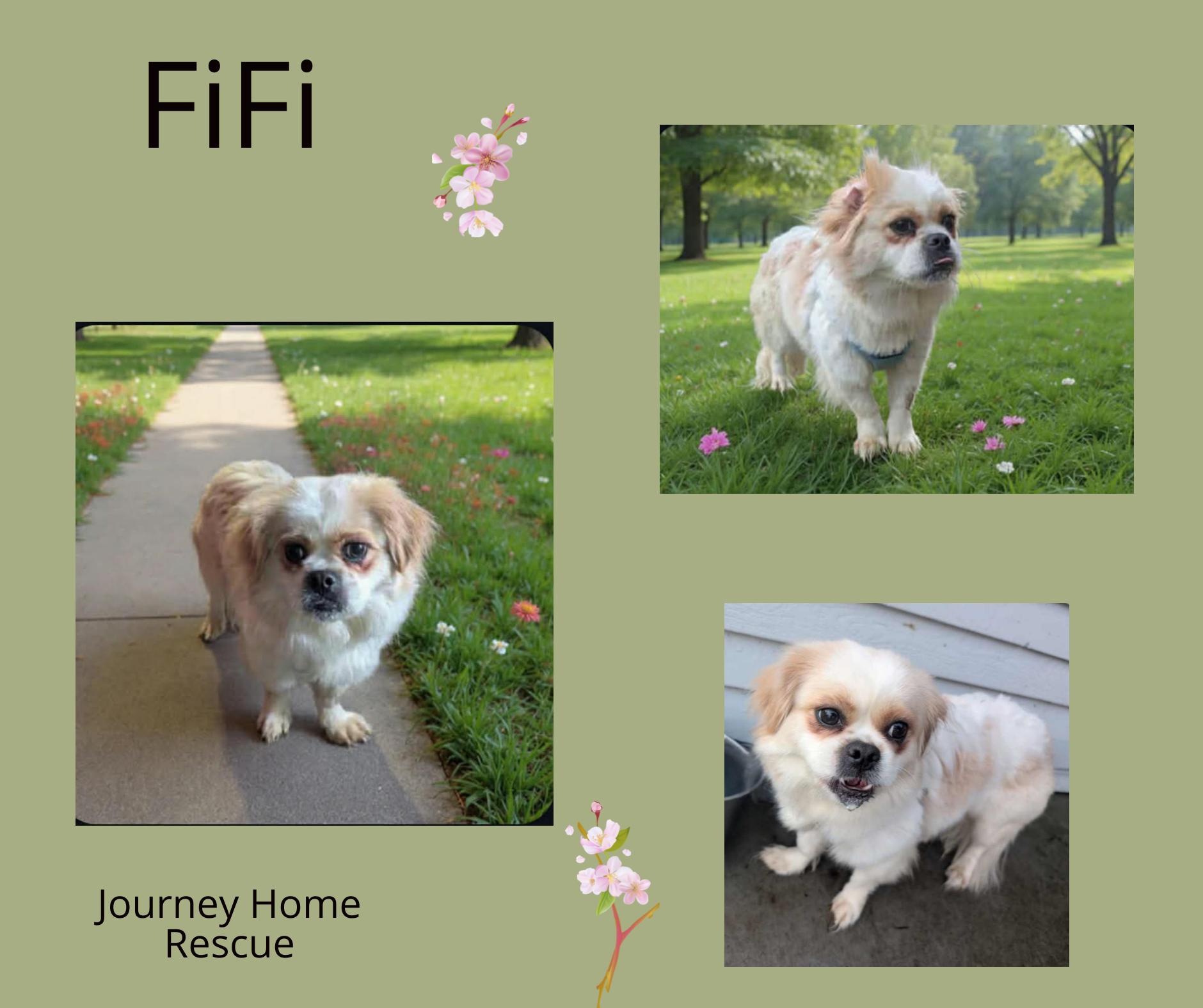 Enlarge FiFi, a ADOPTABLE Pekingese in East Wenatchee, WA image 1/1